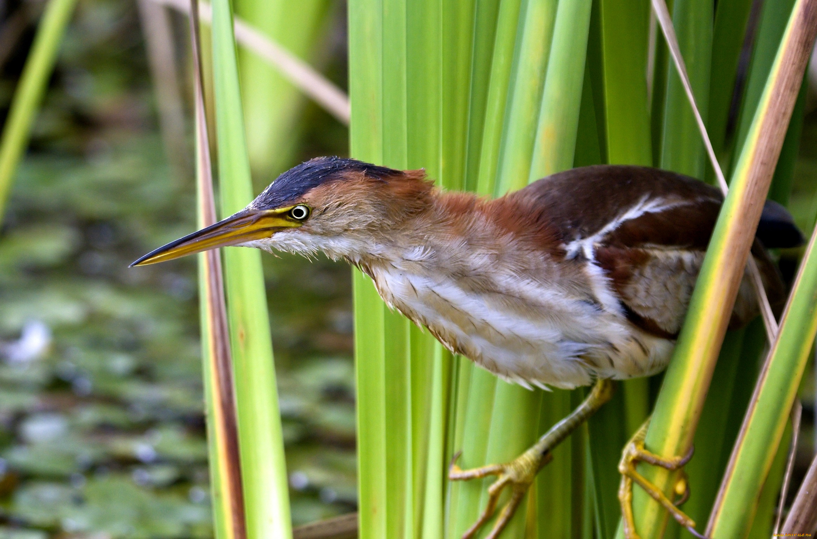 выпь, животные, птицы, клюв, болото