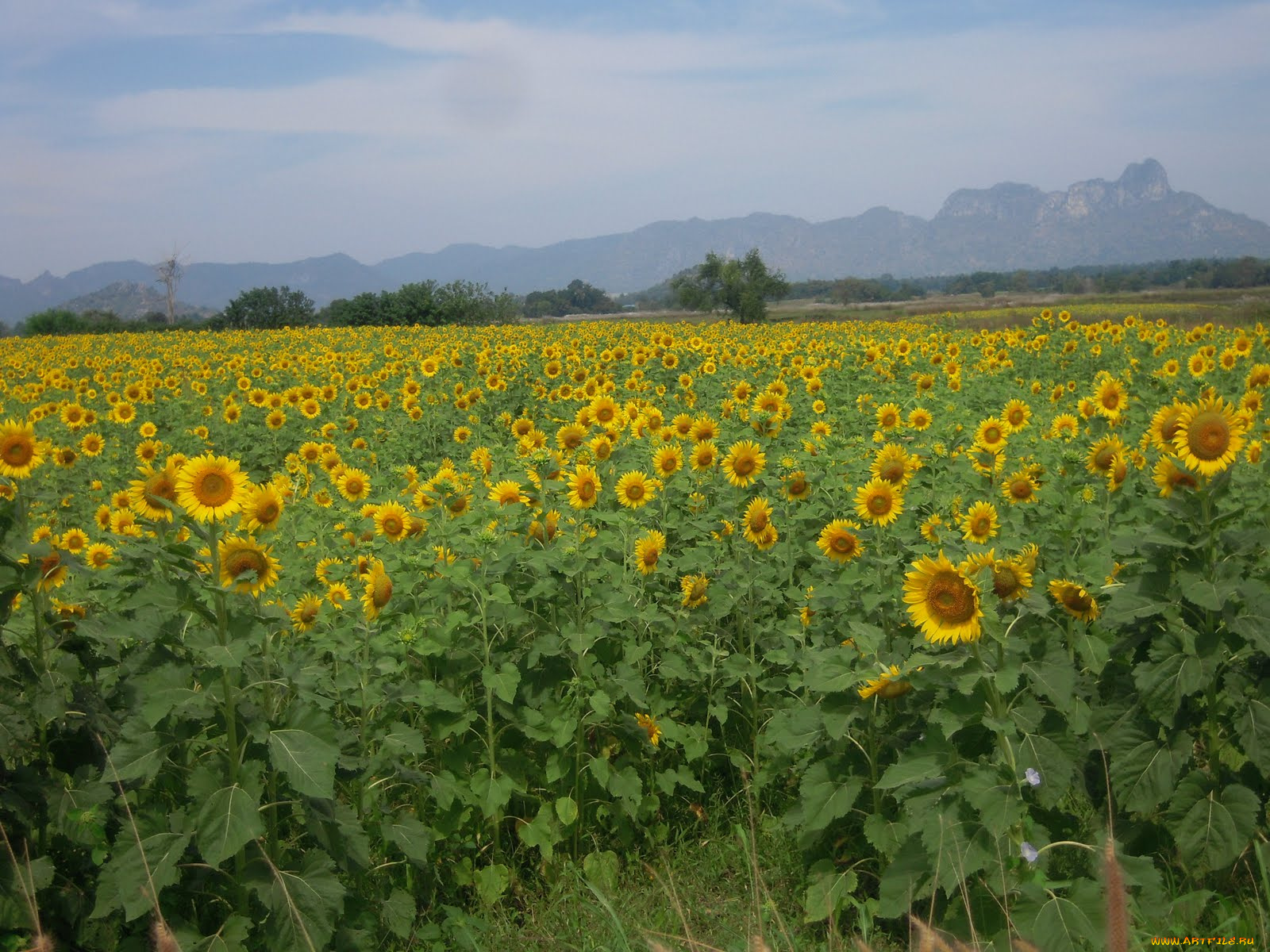 цветы, подсолнухи