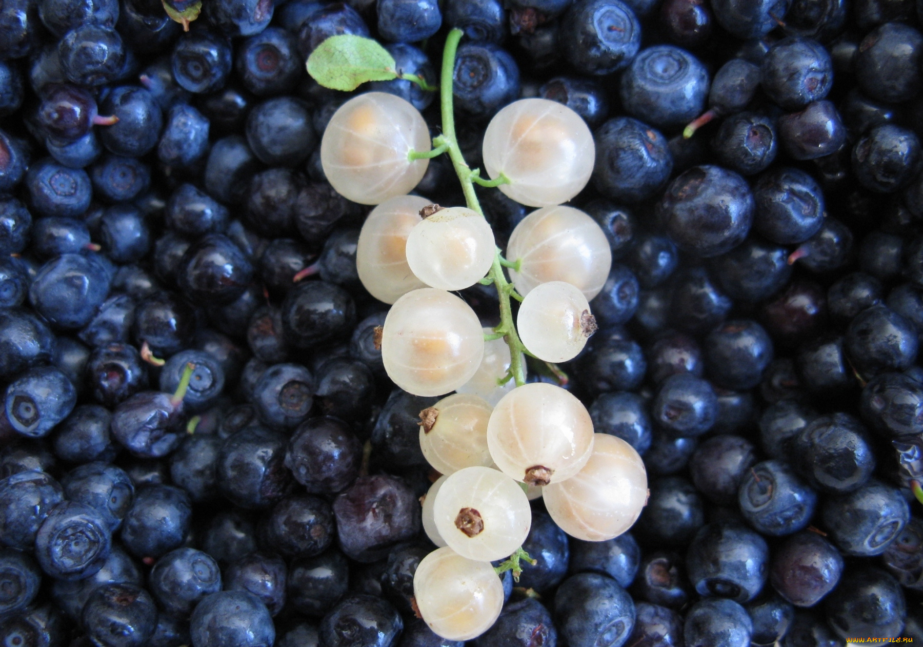 еда, фрукты, ягоды, черника, белая, смородина