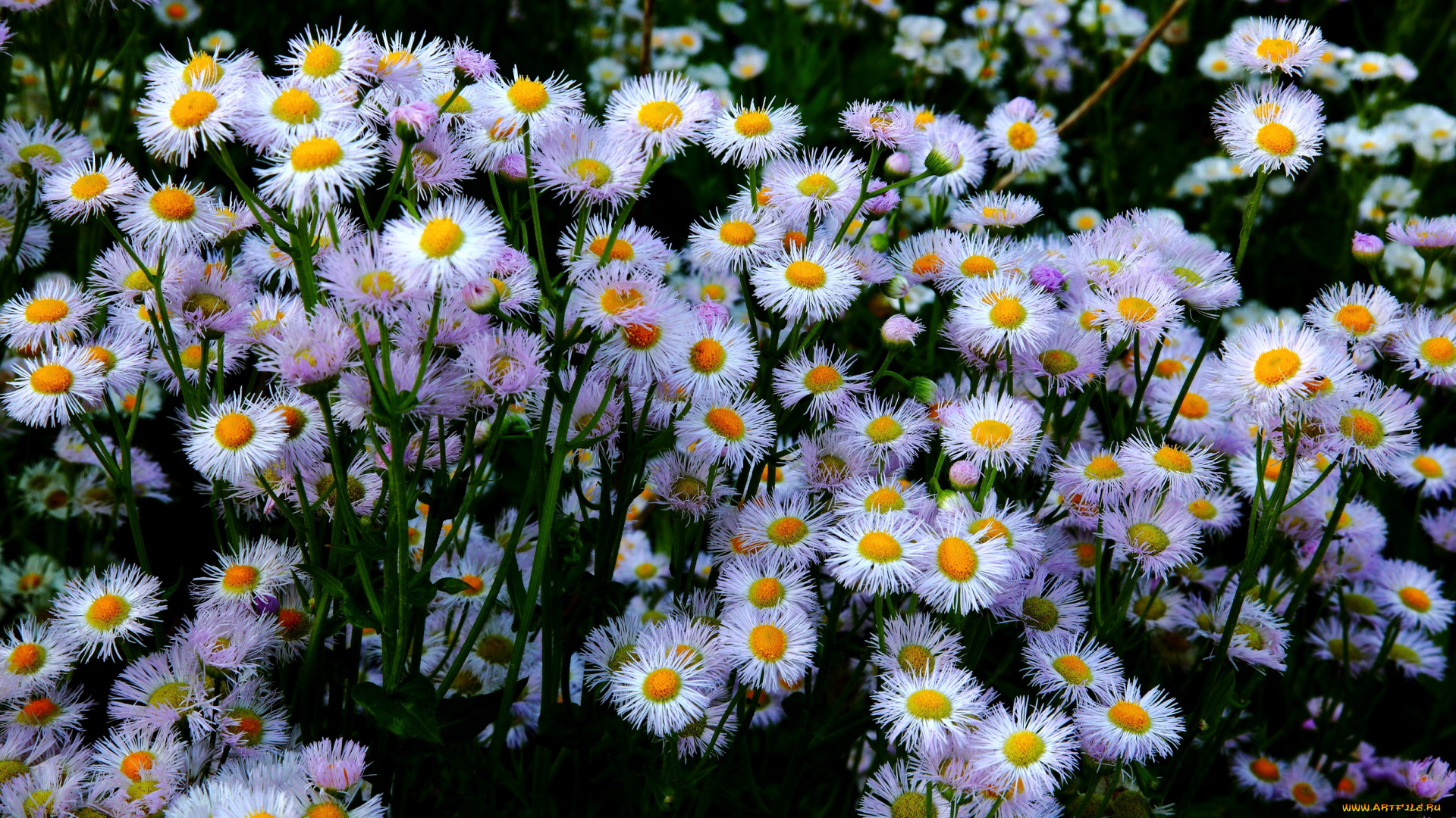 цветы, астры, ромашки