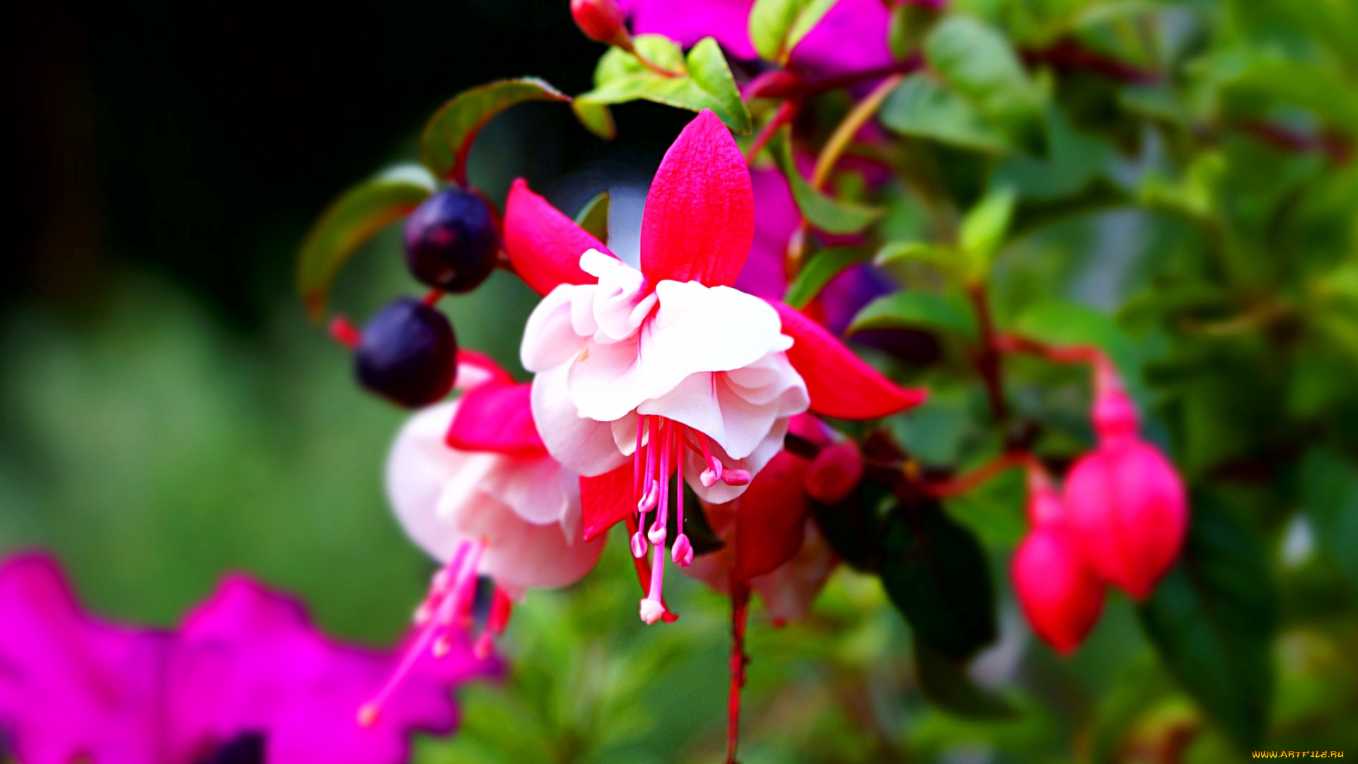 цветы, фуксия, цветение, дерево, яркий