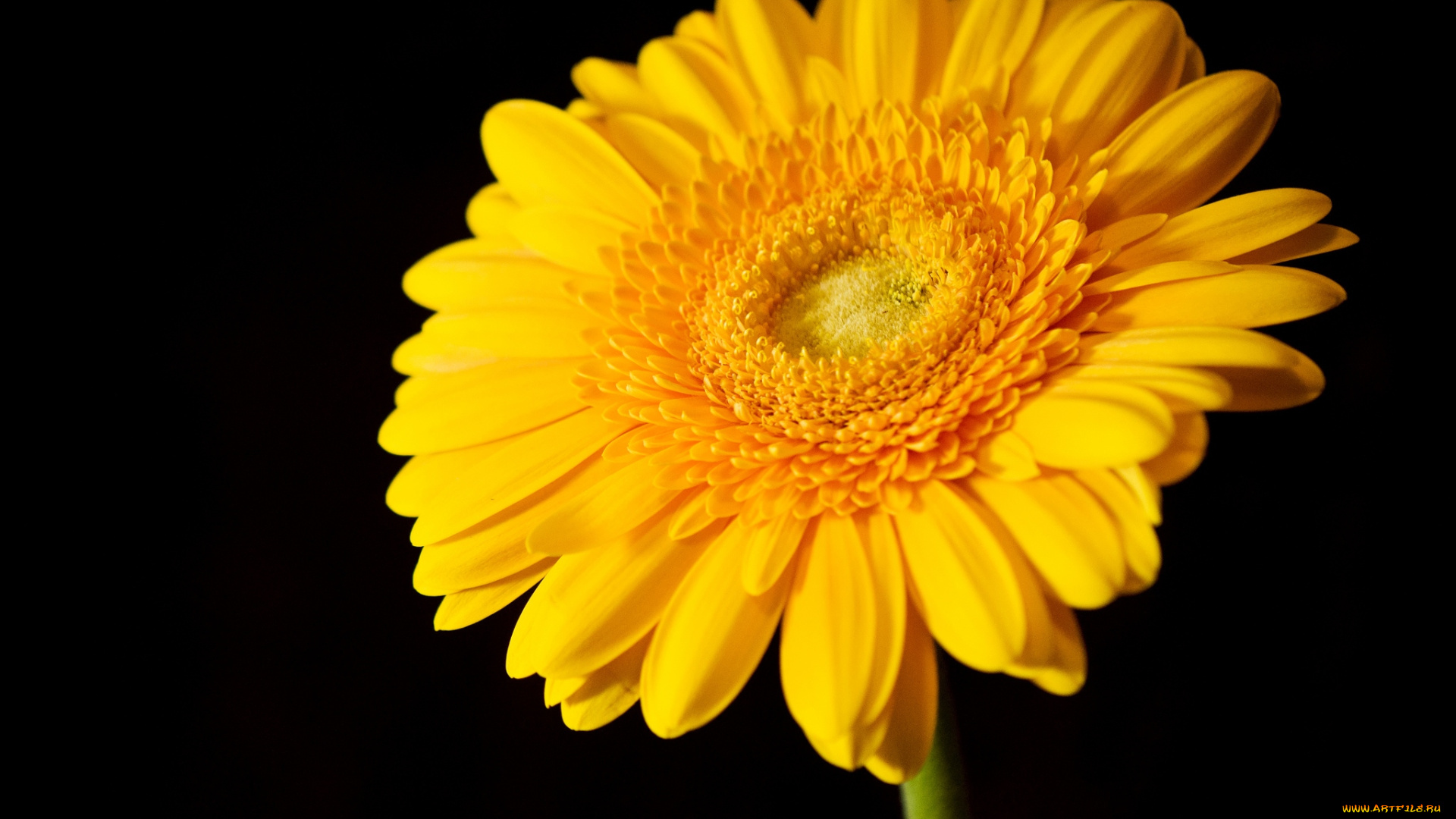 цветы, герберы, круглый, солнце, желтый, лепестки