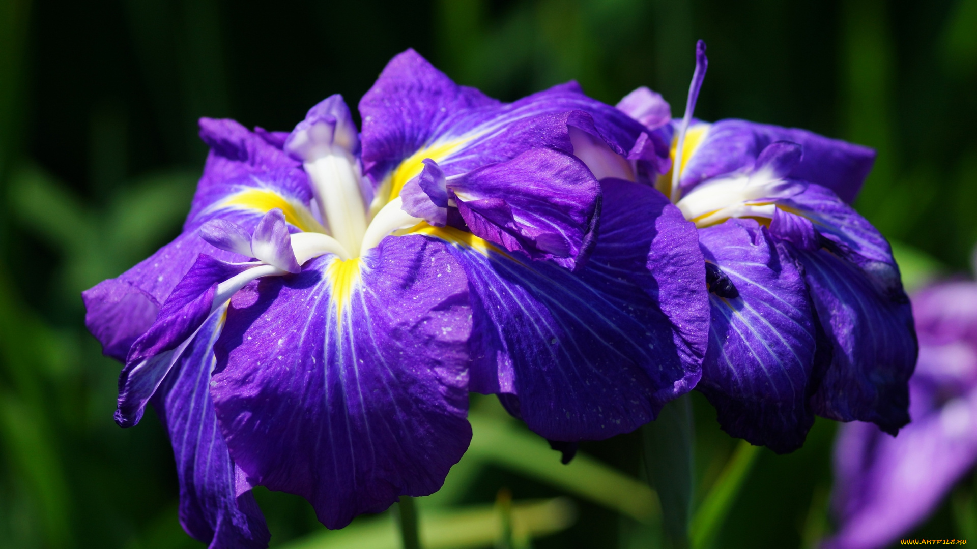 цветы, ирисы, фиолетовый