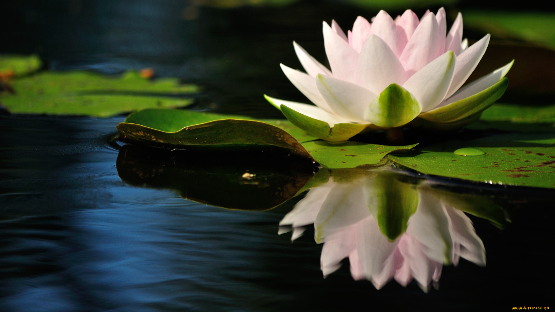 цветы, лилии, водяные, нимфеи, кувшинки, вода, розовый, отражение