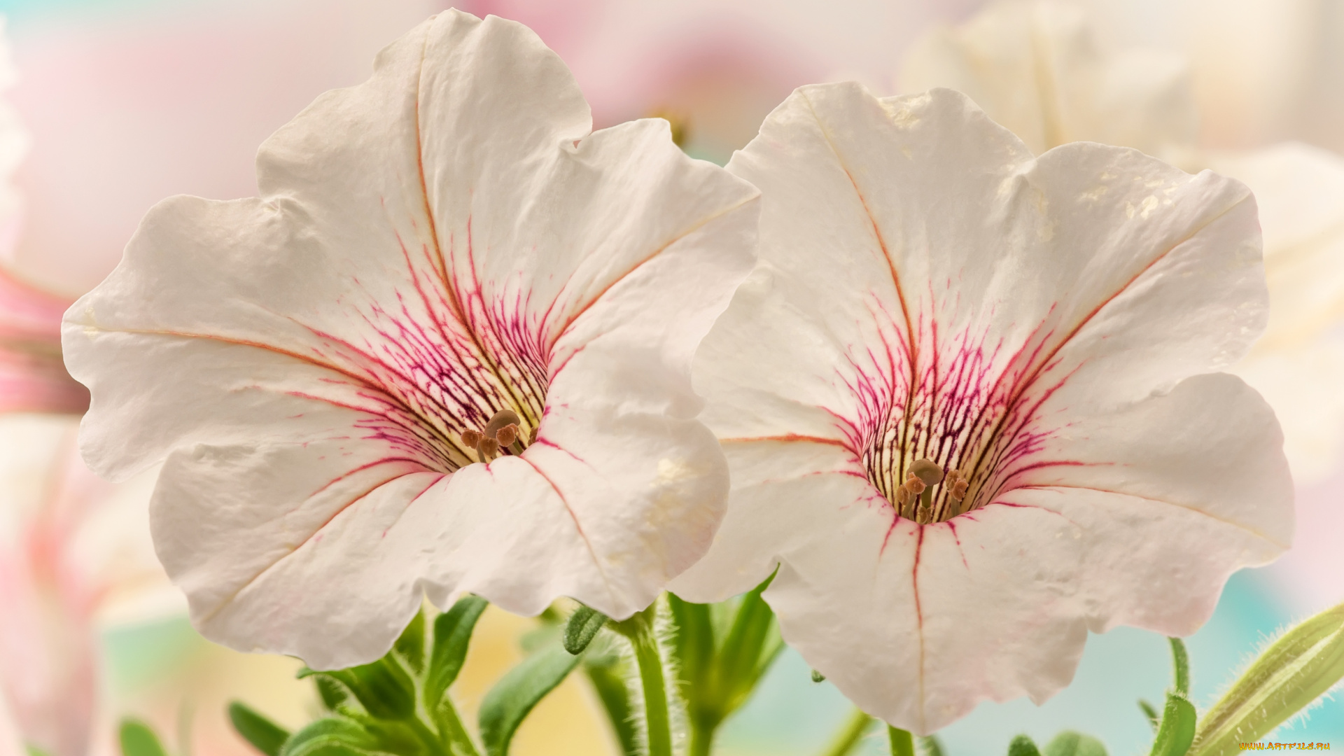 цветы, петунии, калибрахоа, кремовый, нежность