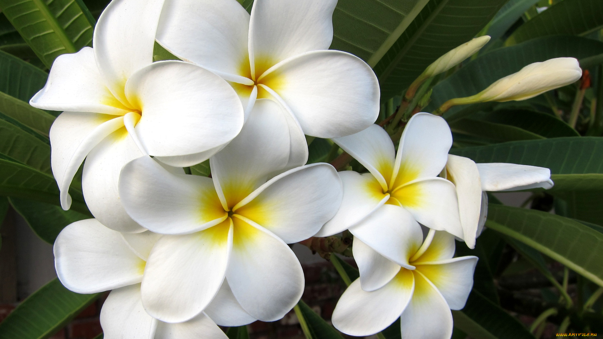 цветы, плюмерия, белый, тропики, экзотика