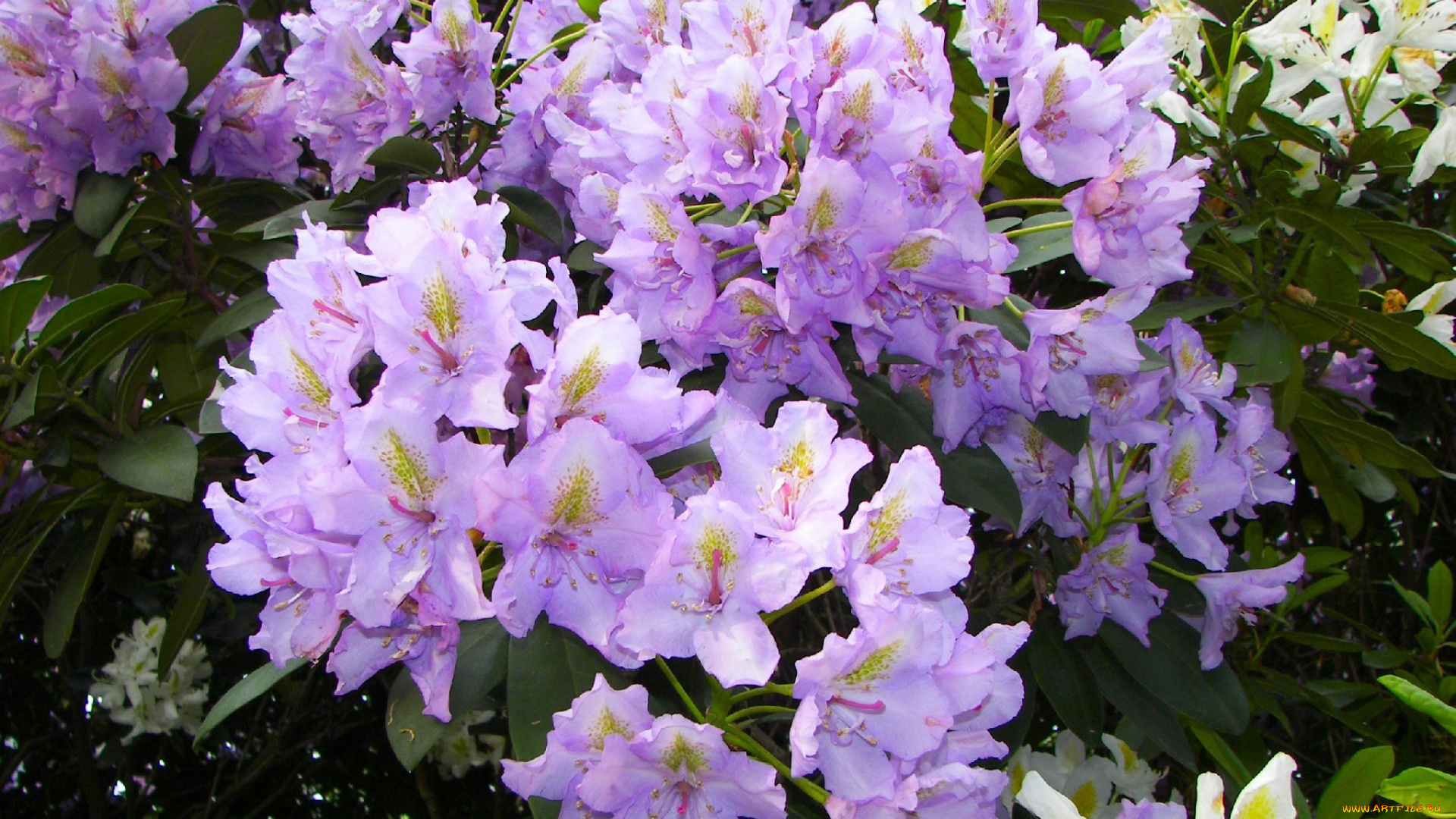 цветы, рододендроны, азалии, сиреневый