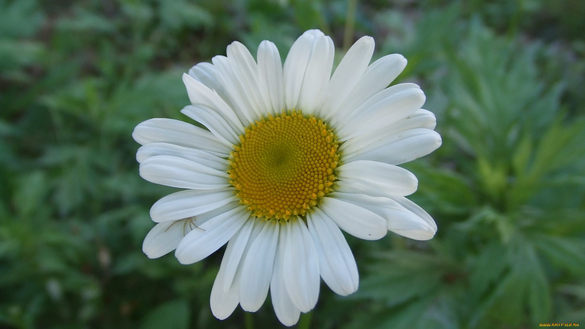 цветы, ромашки, ромашка