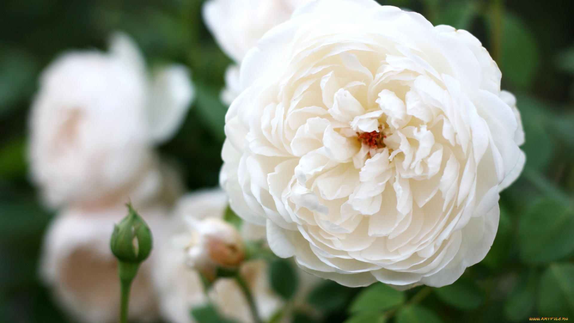 цветы, розы, белый, лепестки, круглый