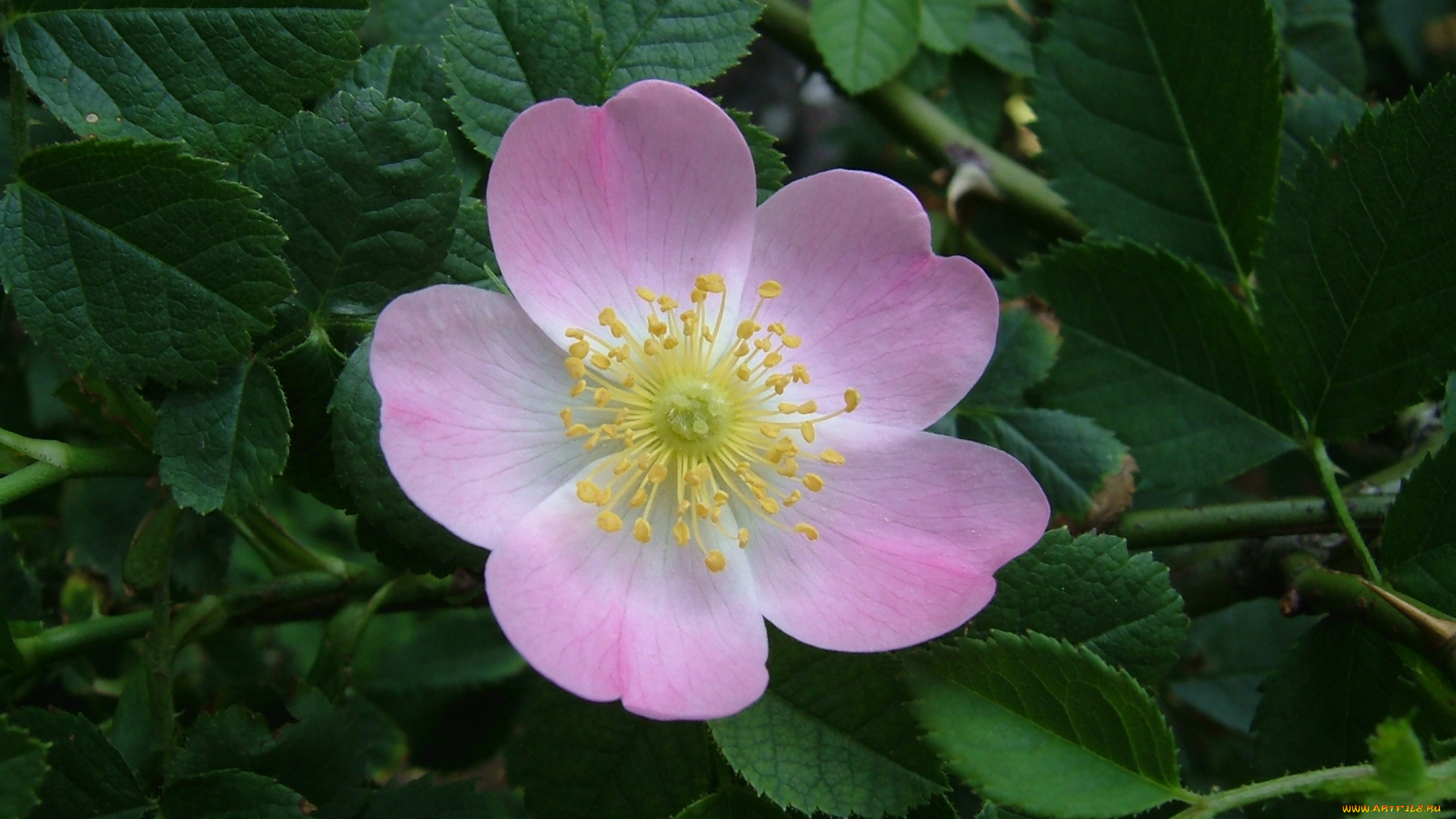 цветы, шиповник