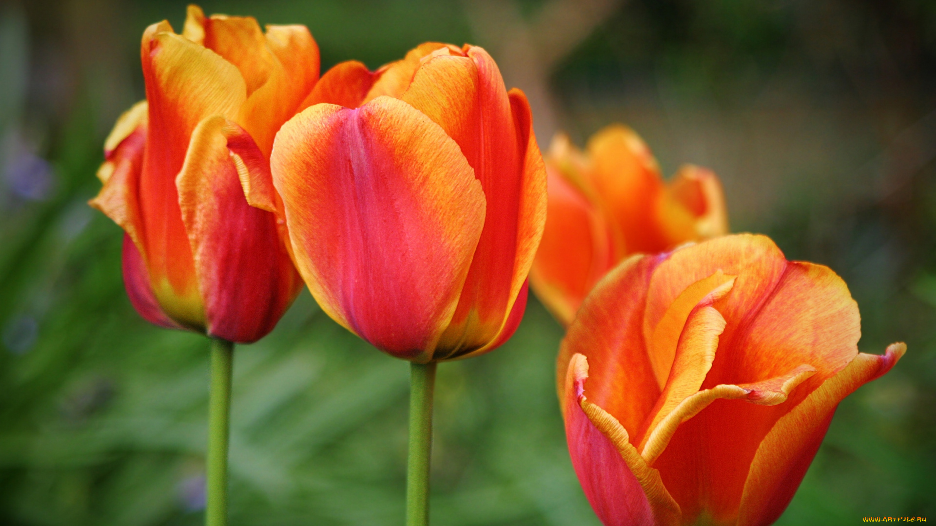 цветы, тюльпаны, бутоны