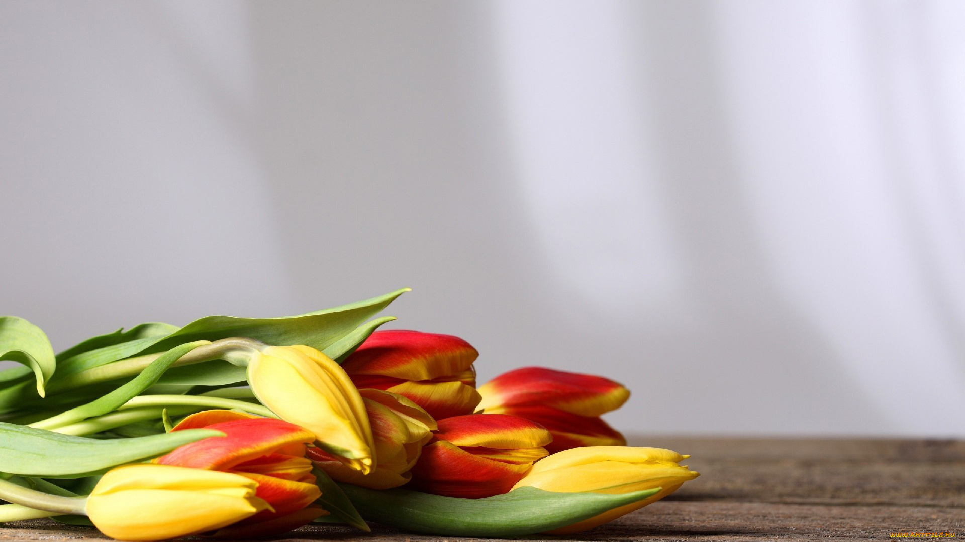 цветы, тюльпаны, желтый, красный