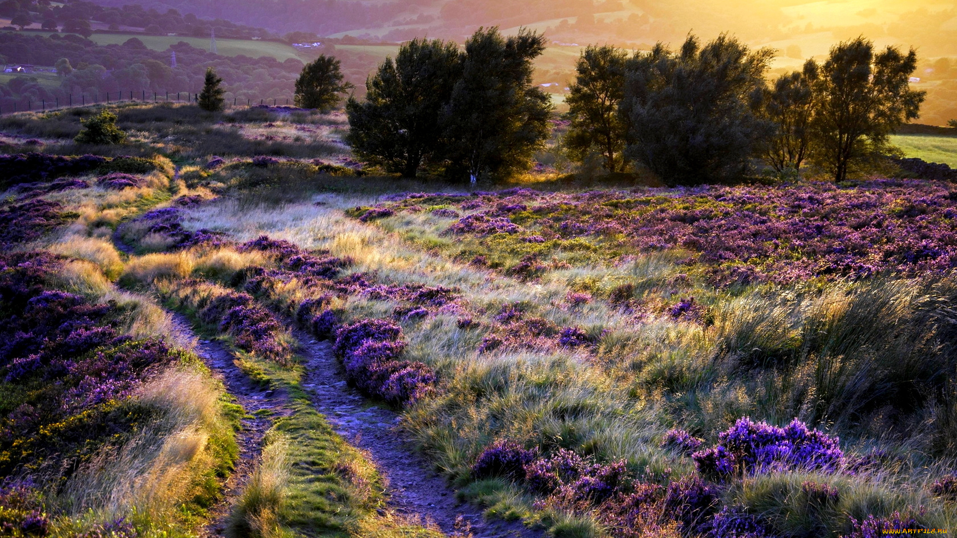field, of, glory, природа, поля, колея, трава, поле