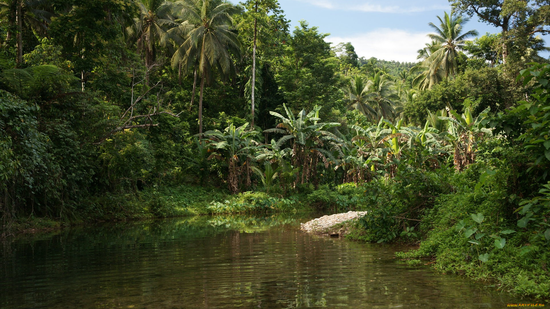 jungle, природа, тропики, джунгли