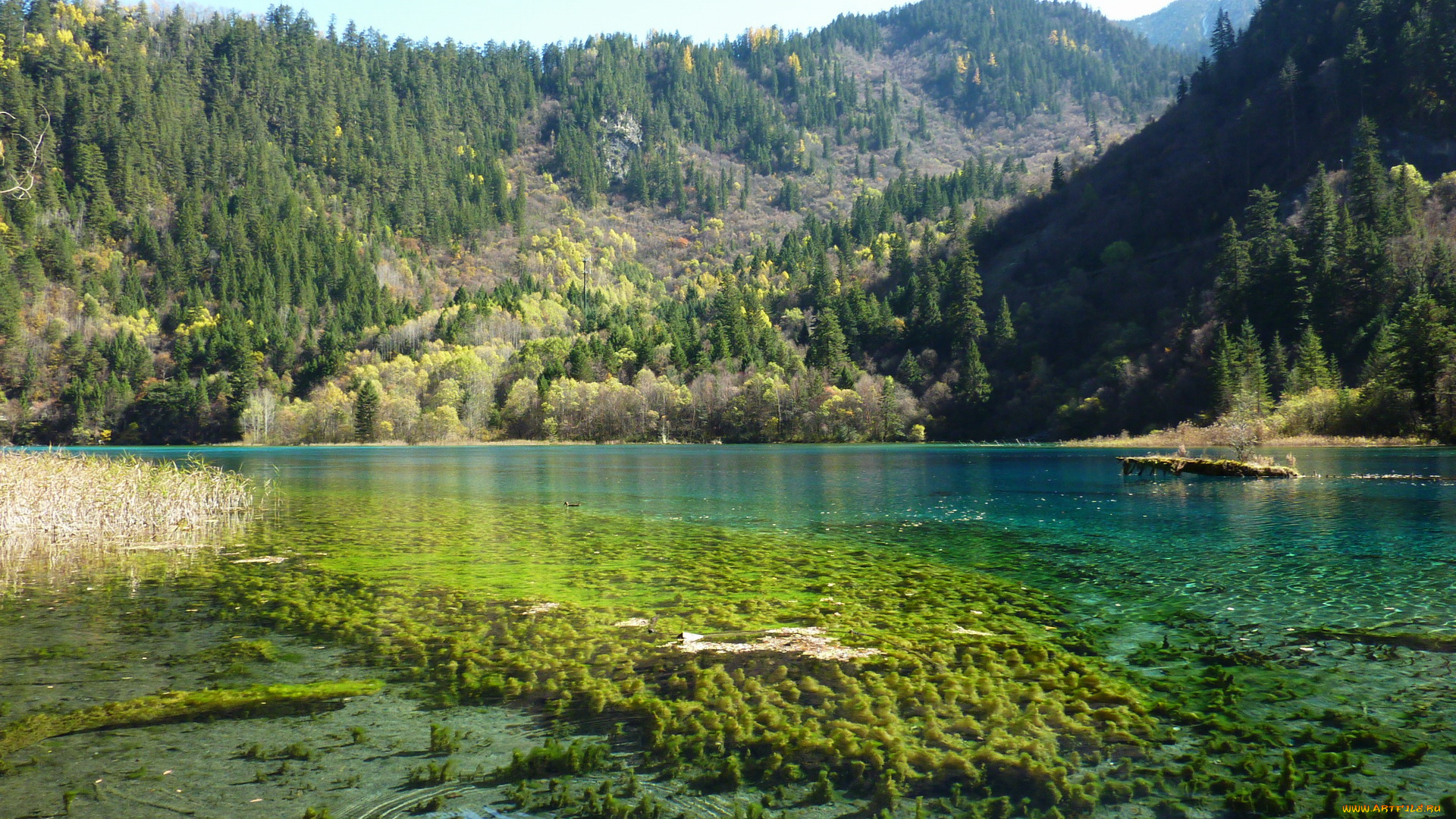 китай, jiuzhaigou, valley, panda, lake, природа, реки, озера, заповедник, озеро