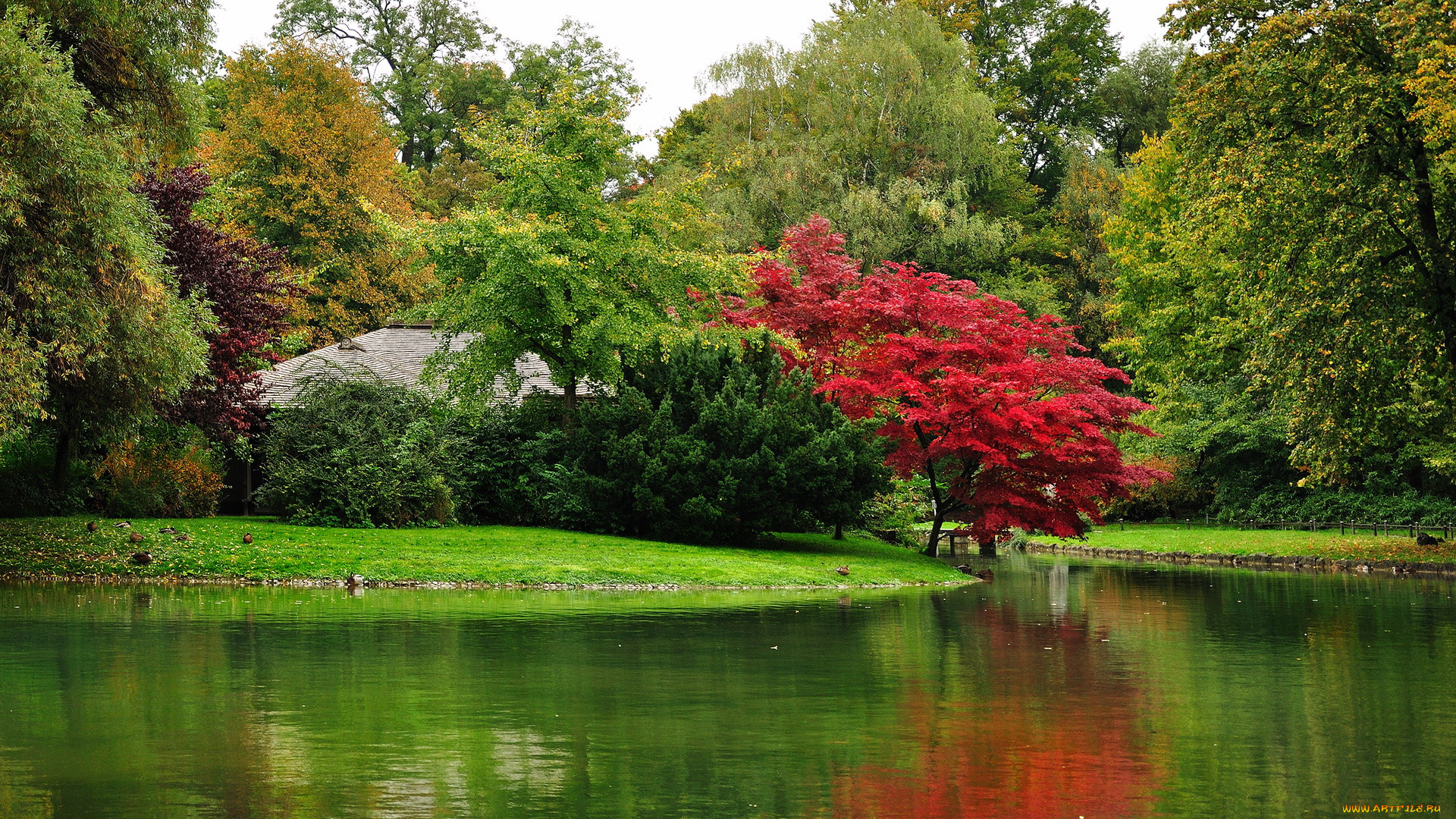 munchen, englischer, garden, природа, парк