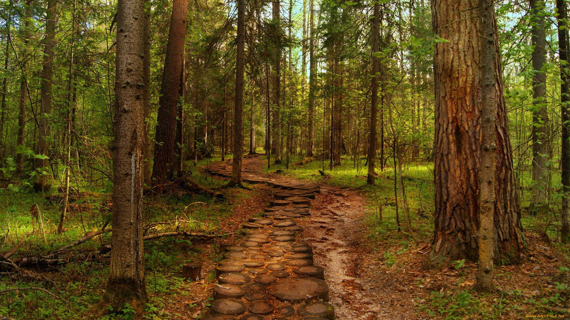 path, природа, парк, деревья, аллея