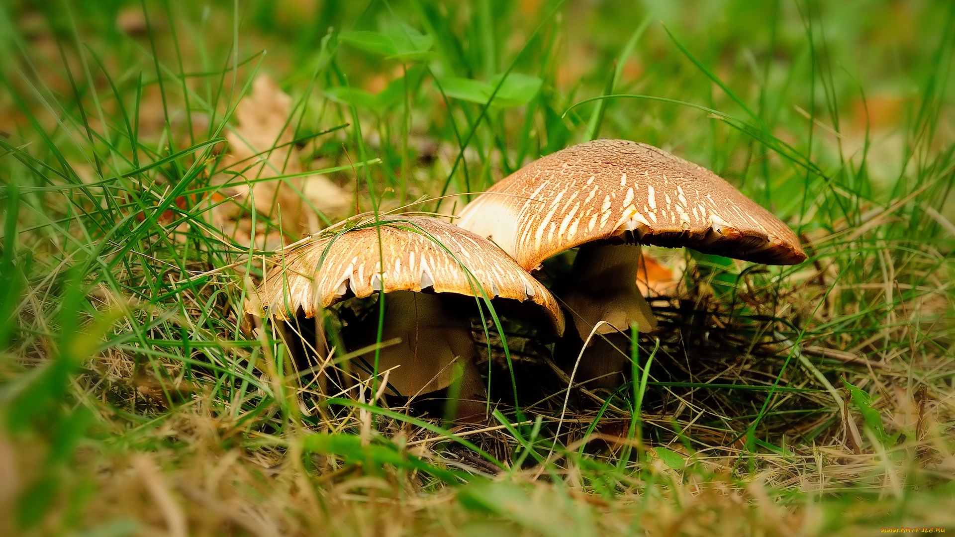 природа, грибы, лето, трава