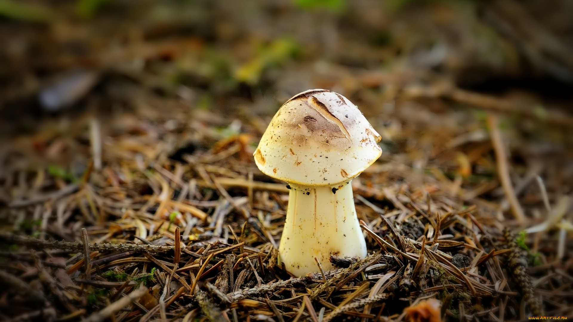 природа, грибы, макро, хвоя