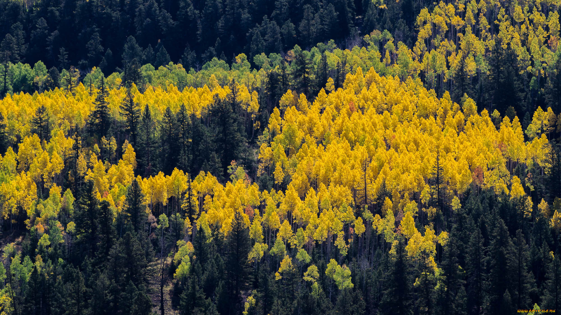 природа, лес, деревья, осень