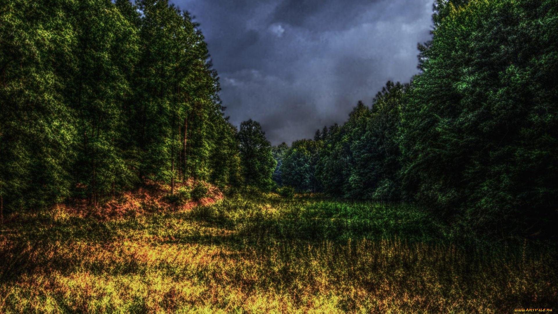 природа, лес, трава, опушка, тучи