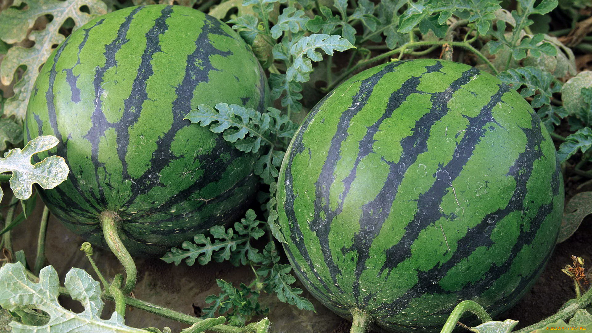 природа, плоды, ботва, арбузы