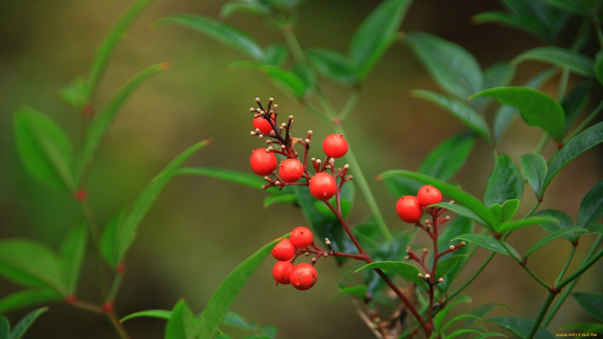 природа, Ягоды, ягоды
