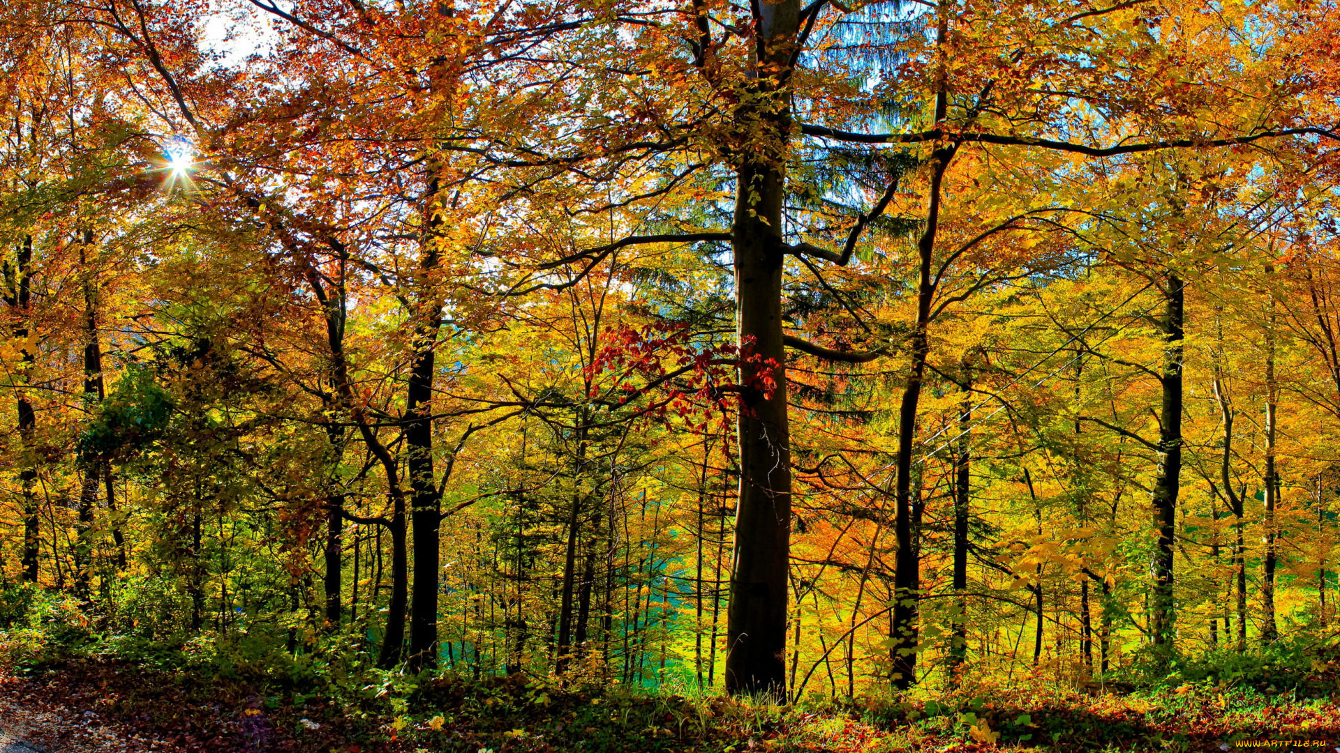 словения, hrastnik, природа, лес