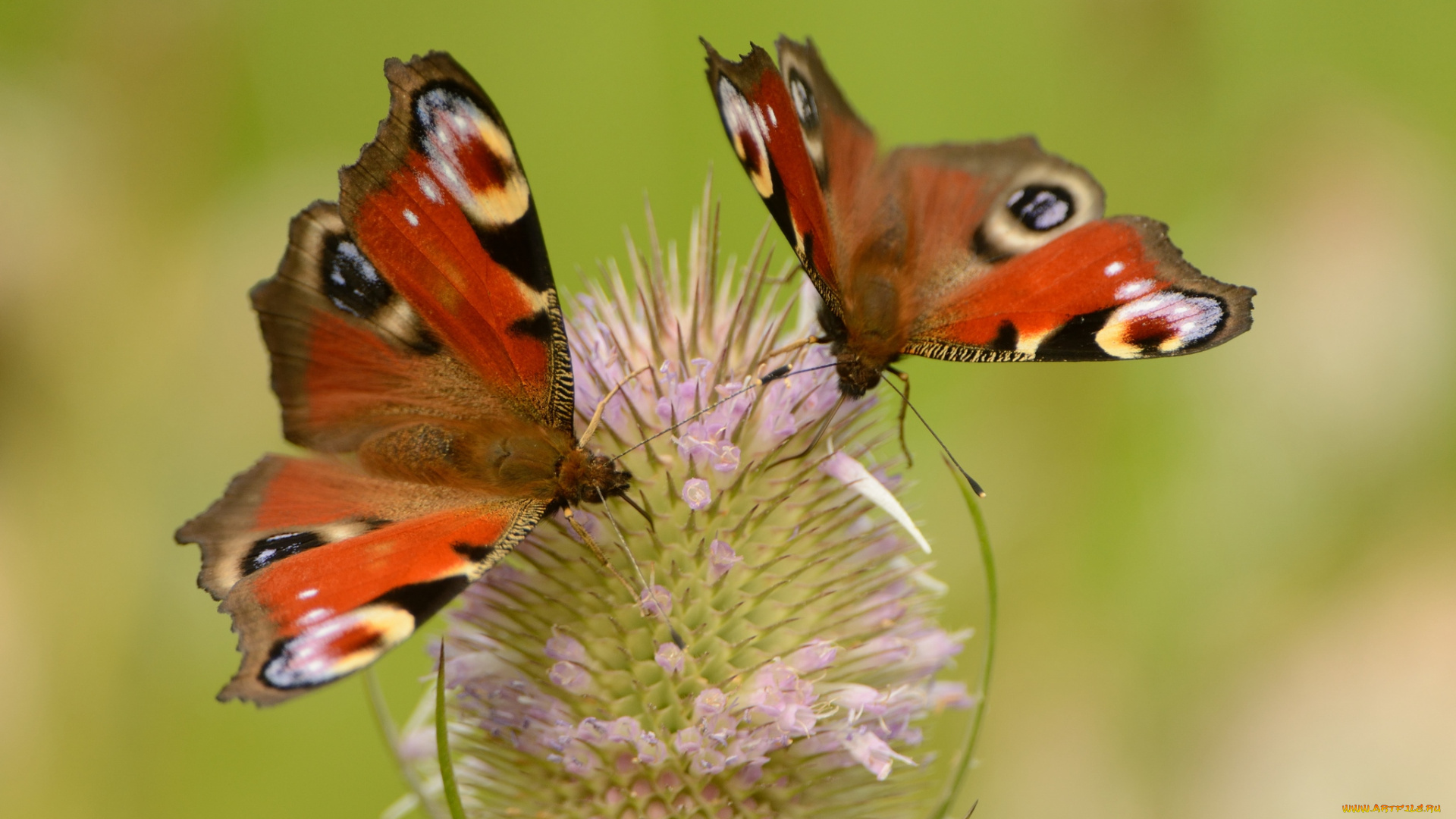 животные, бабочки, пара, крылья