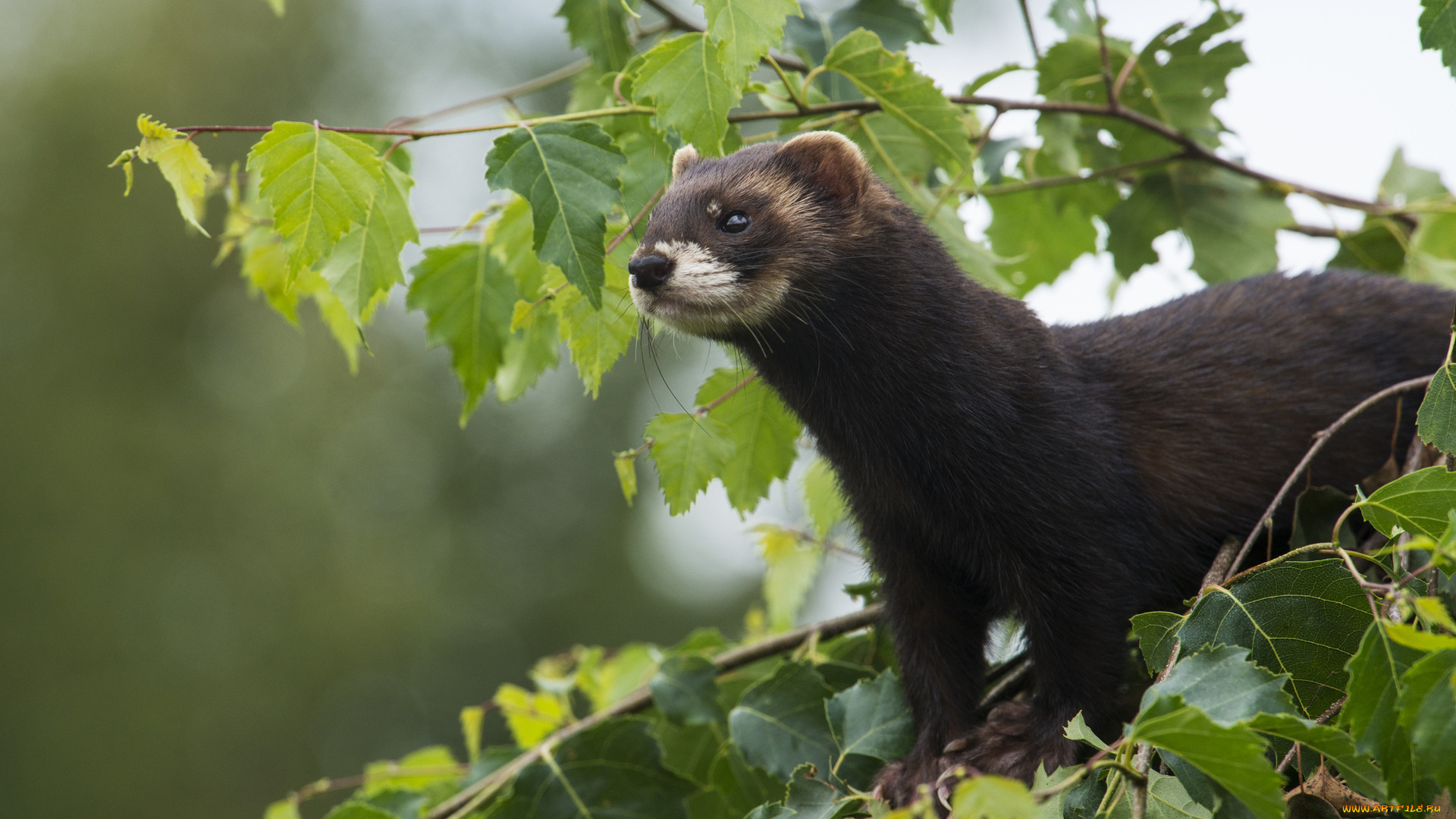 животные, хорьки, ласки, соболи, горностаи, куницы, листва