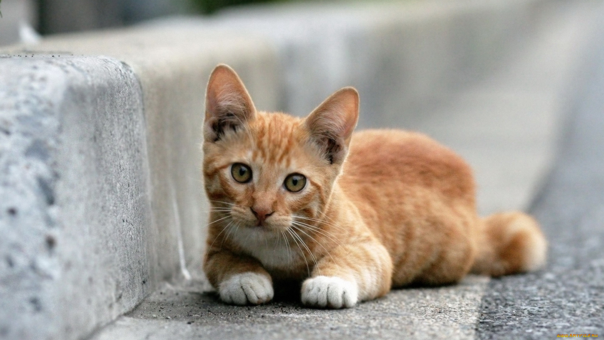 животные, коты, кот, рыжий