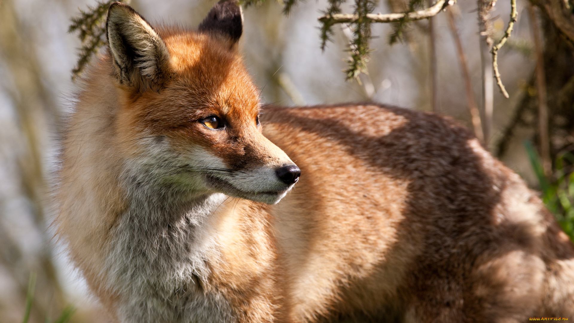 животные, лисы, рыжая