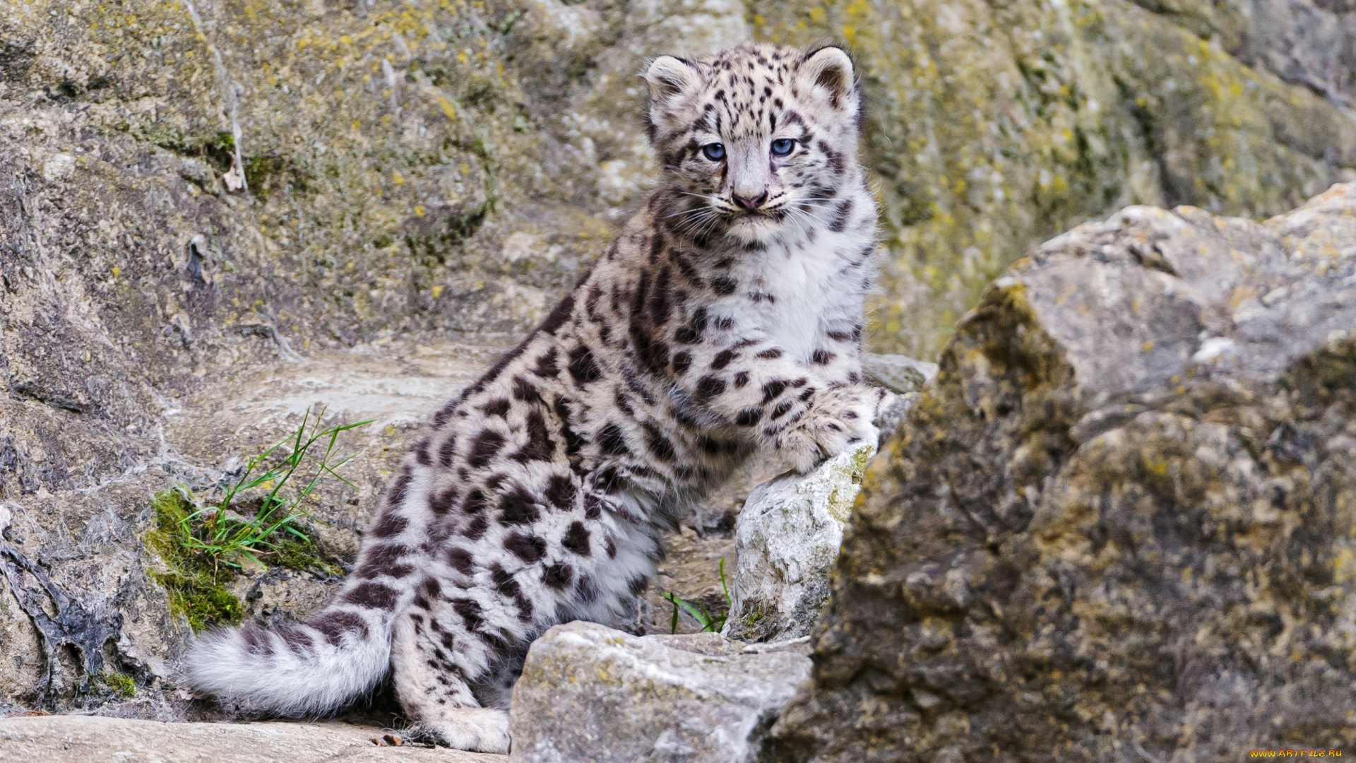 животные, снежный, барс, ирбис, малыш, глаза, котенок