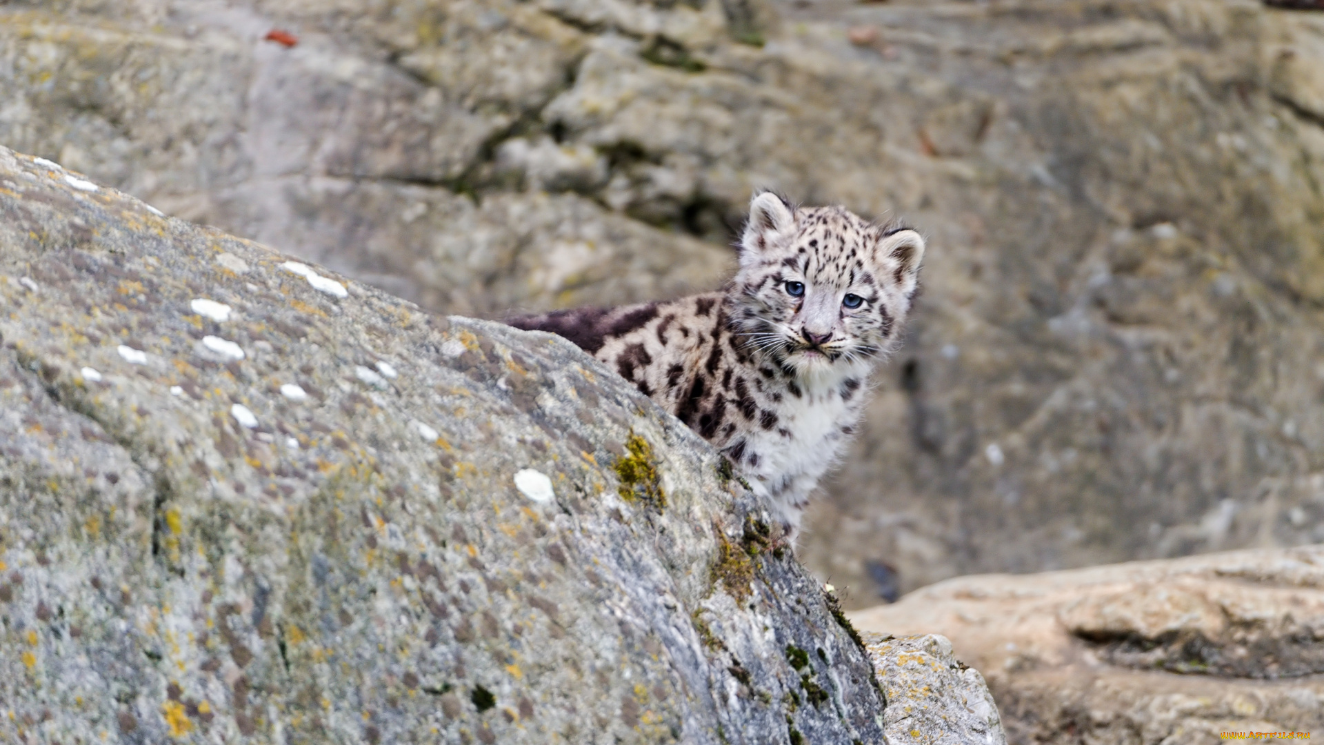 животные, снежный, барс, ирбис, малыш, скала