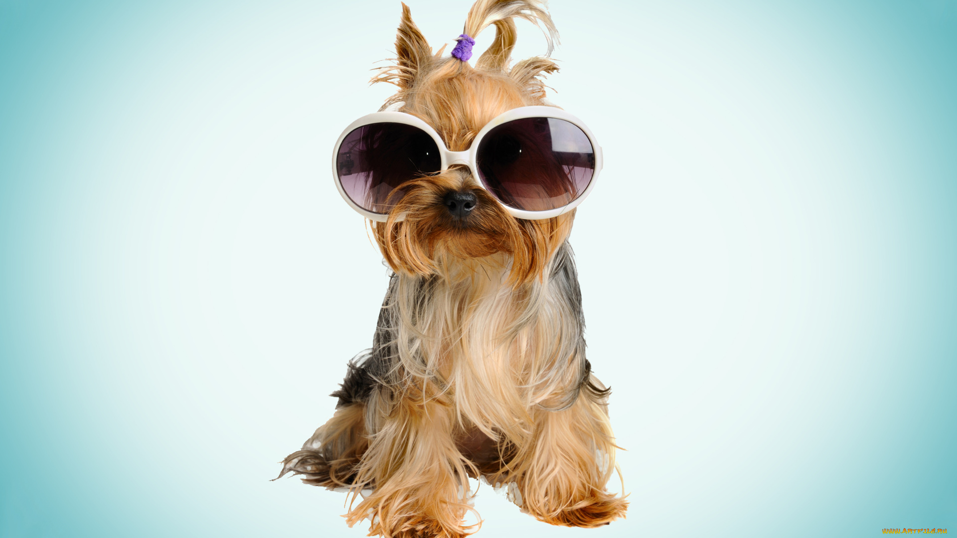 животные, собаки, очки