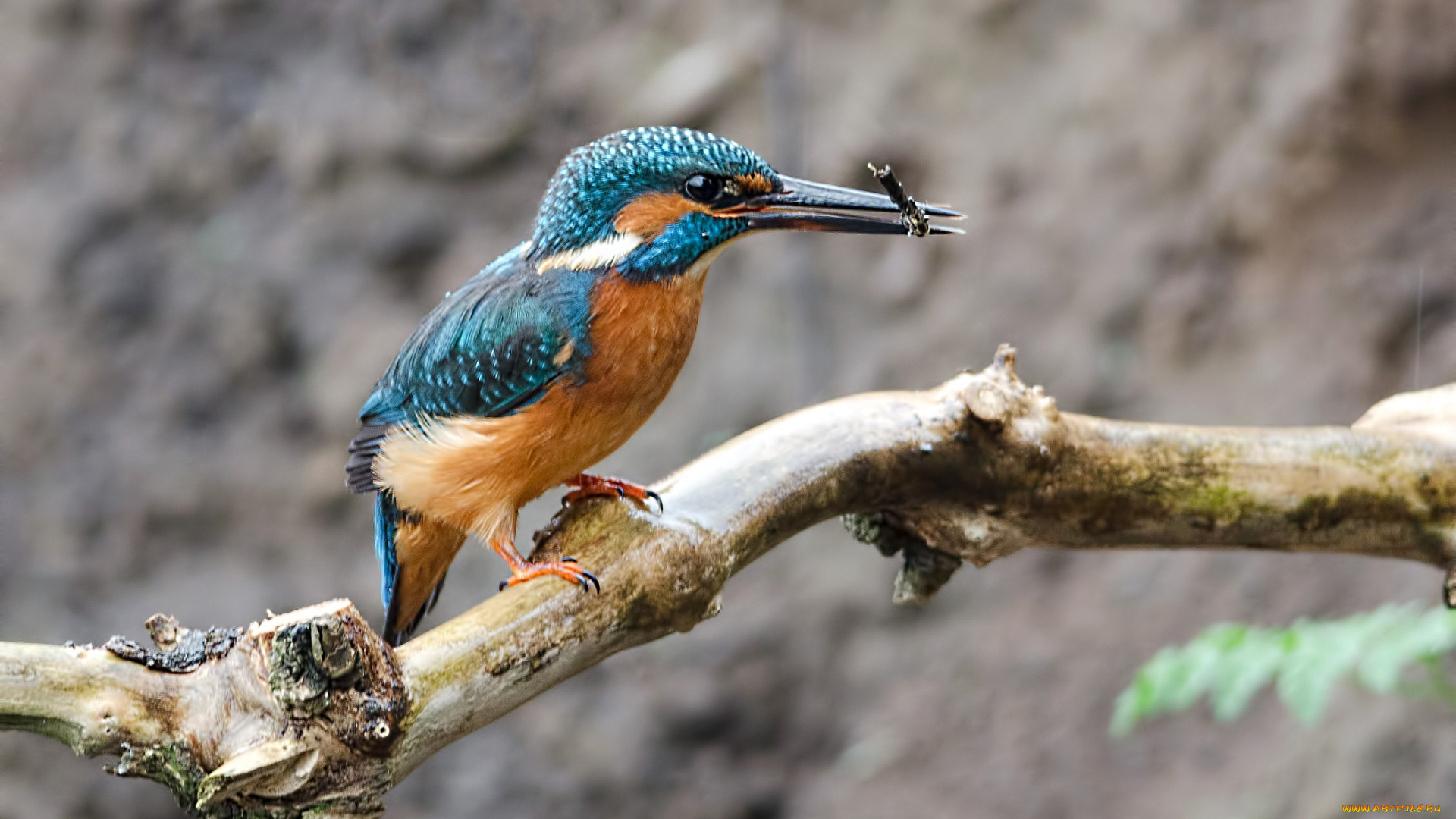 животные, зимородки, клюв, добыча, ветка