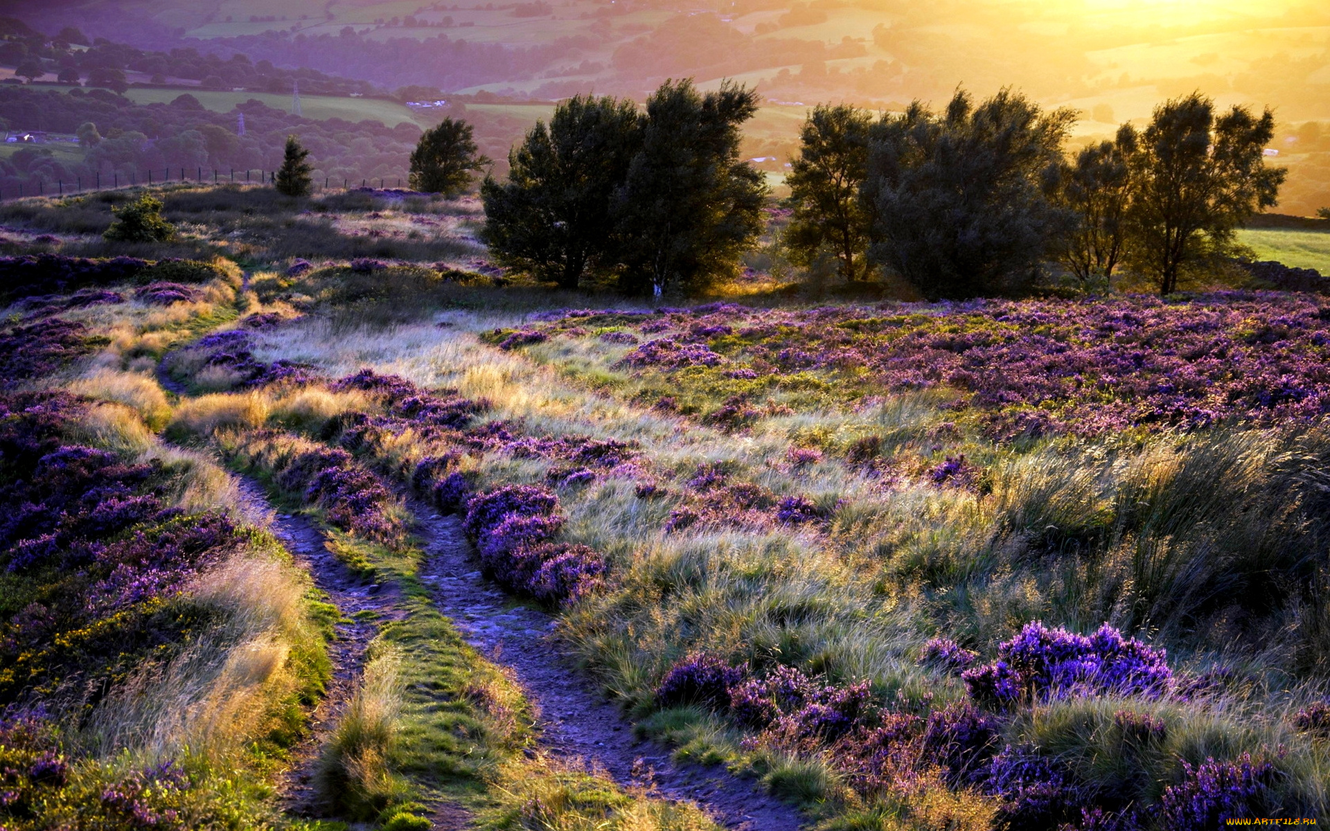 field, of, glory, природа, поля, колея, трава, поле