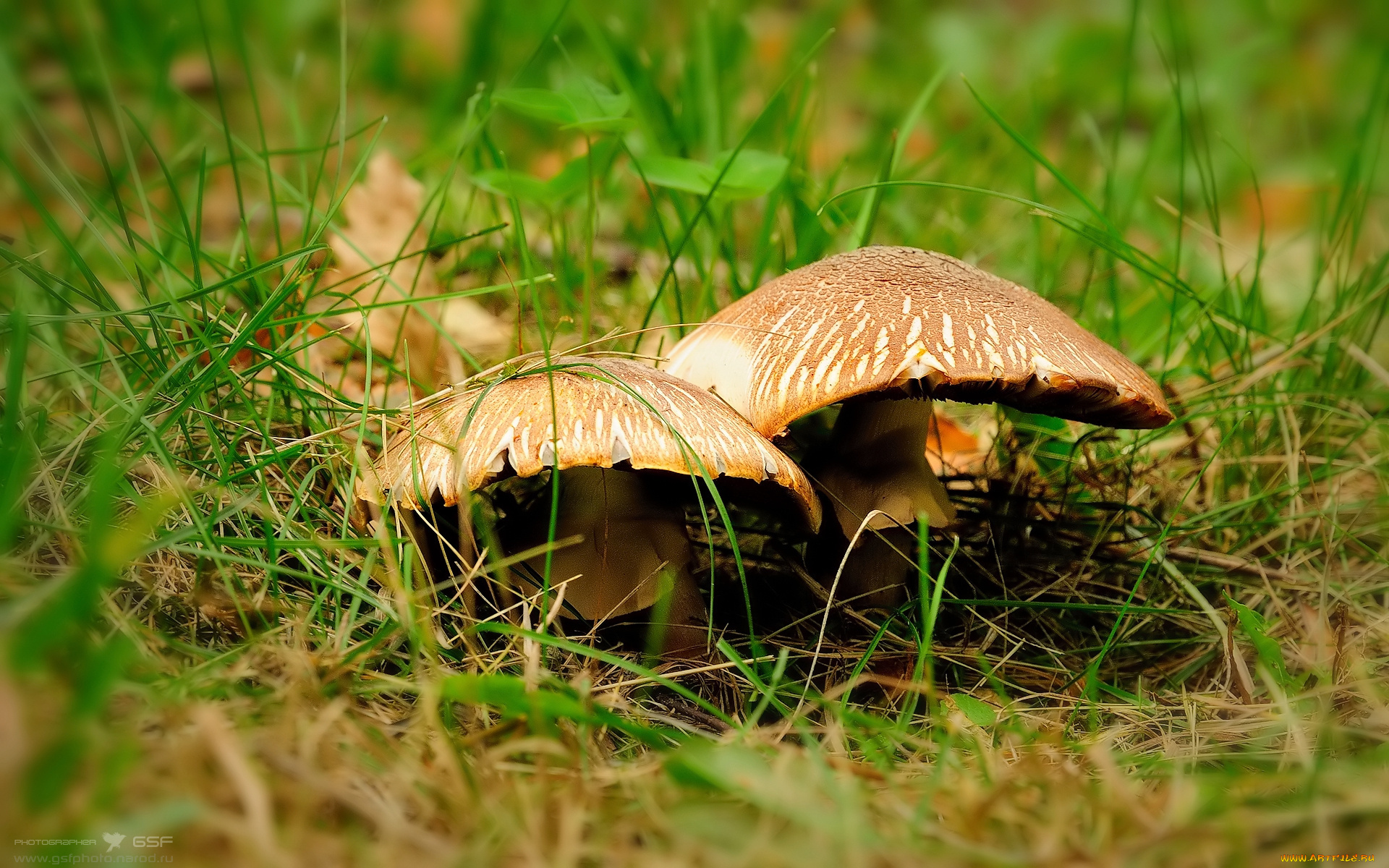 природа, грибы, лето, трава