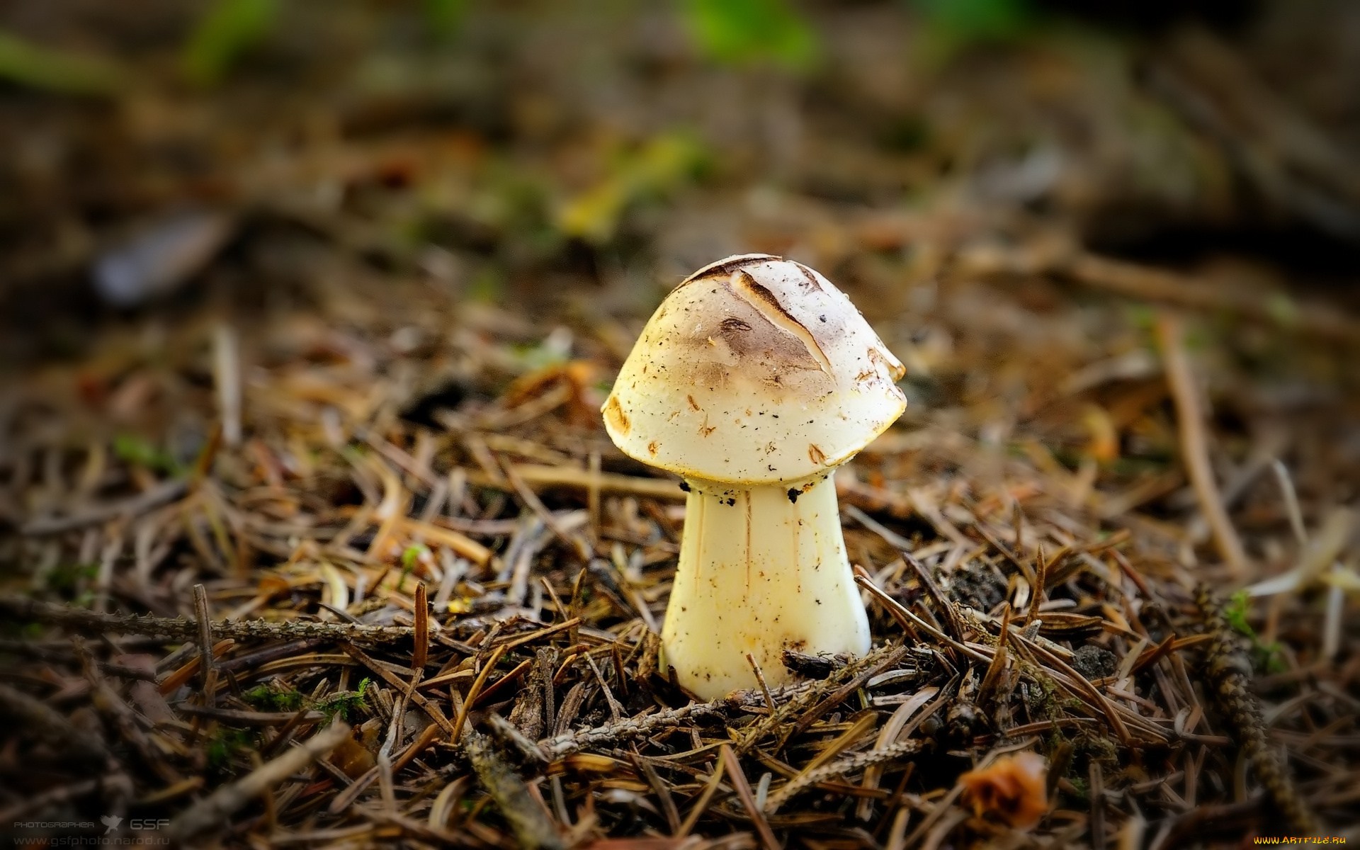 природа, грибы, макро, хвоя