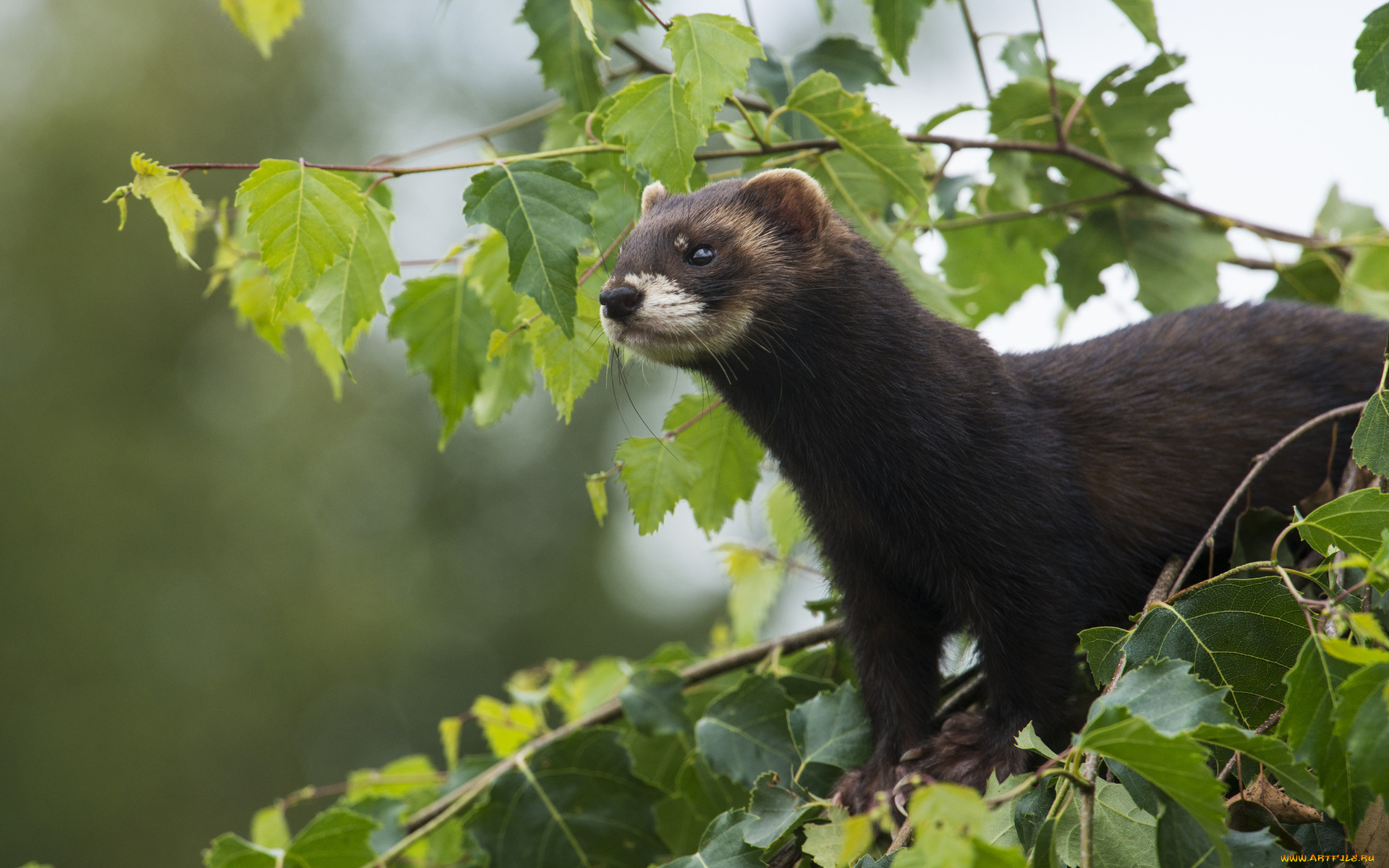 животные, хорьки, ласки, соболи, горностаи, куницы, листва