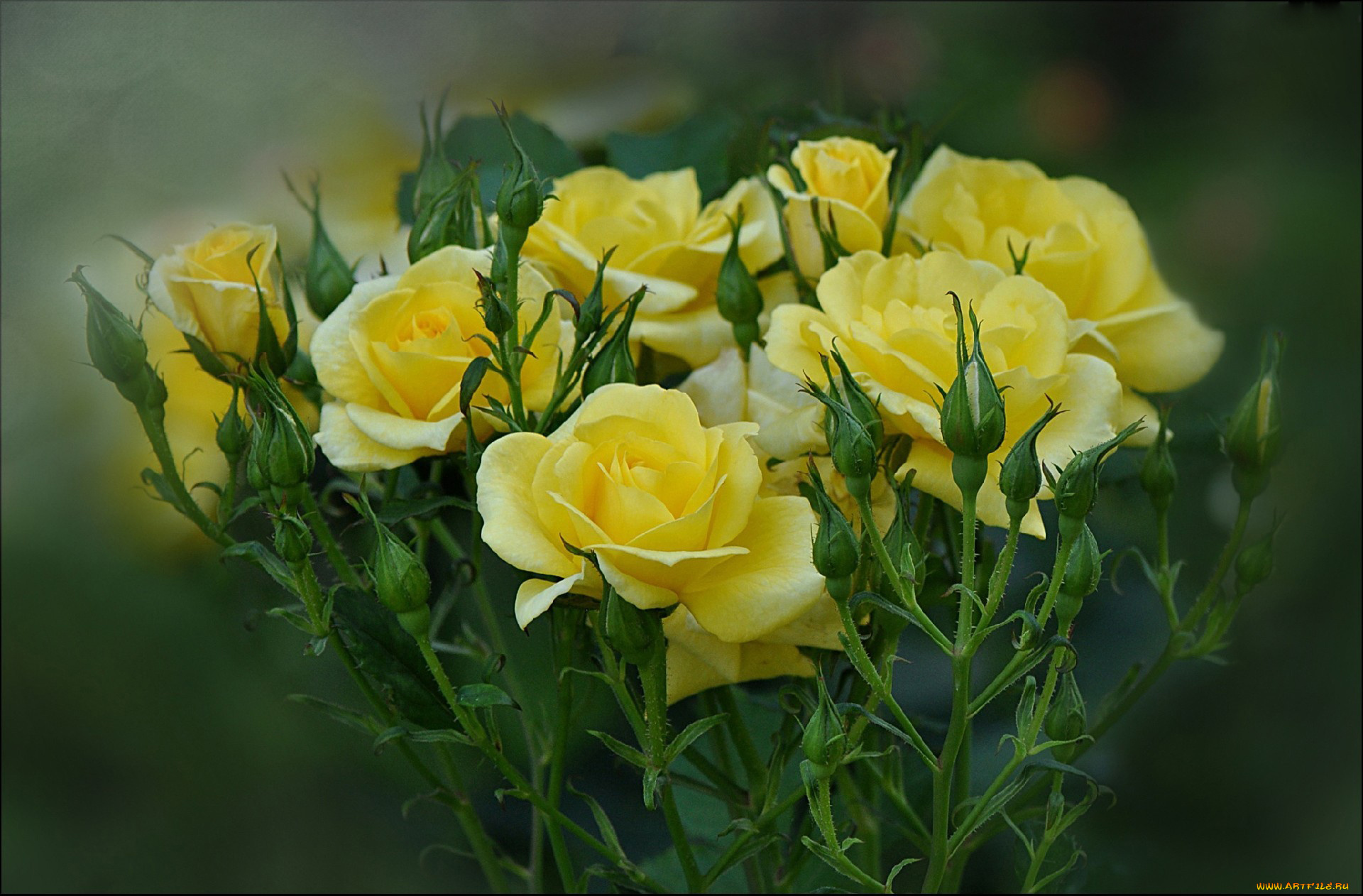 цветы, розы, бутоны