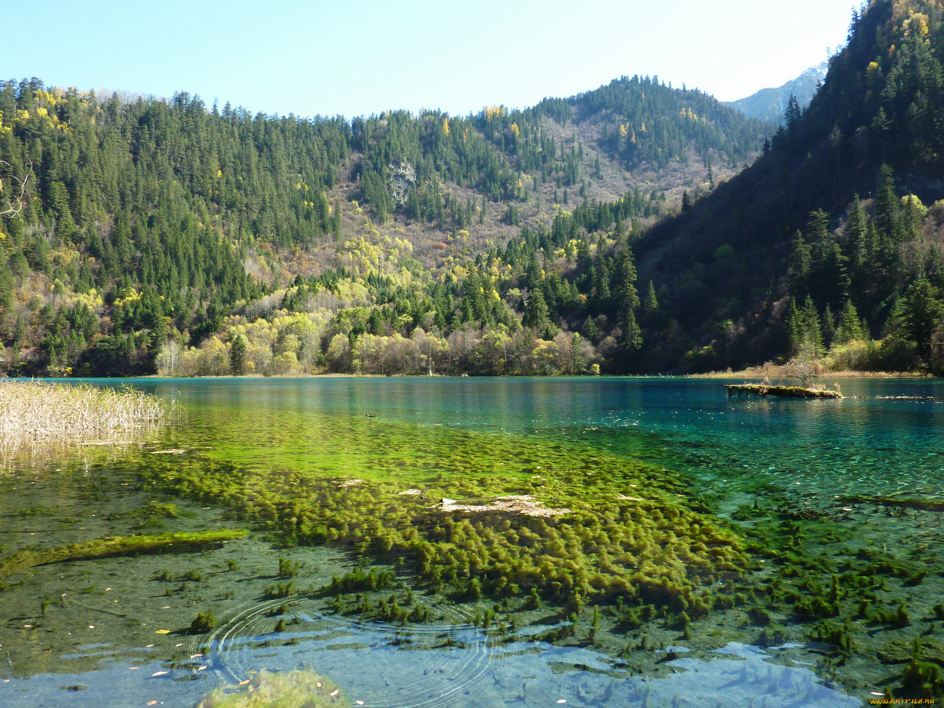 китай, jiuzhaigou, valley, panda, lake, природа, реки, озера, заповедник, озеро
