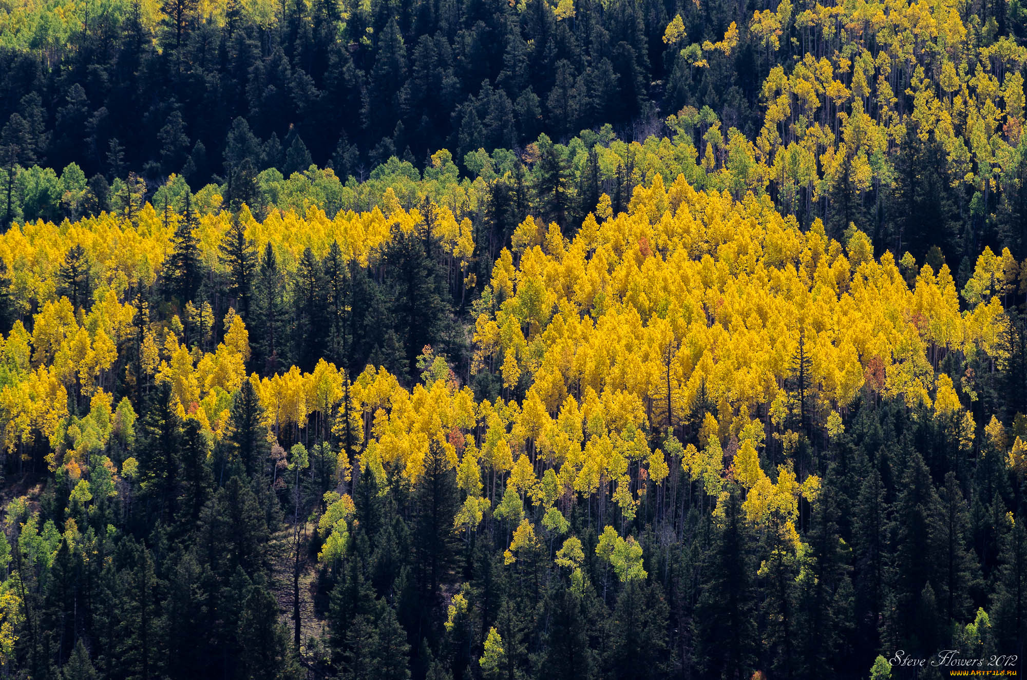 природа, лес, деревья, осень