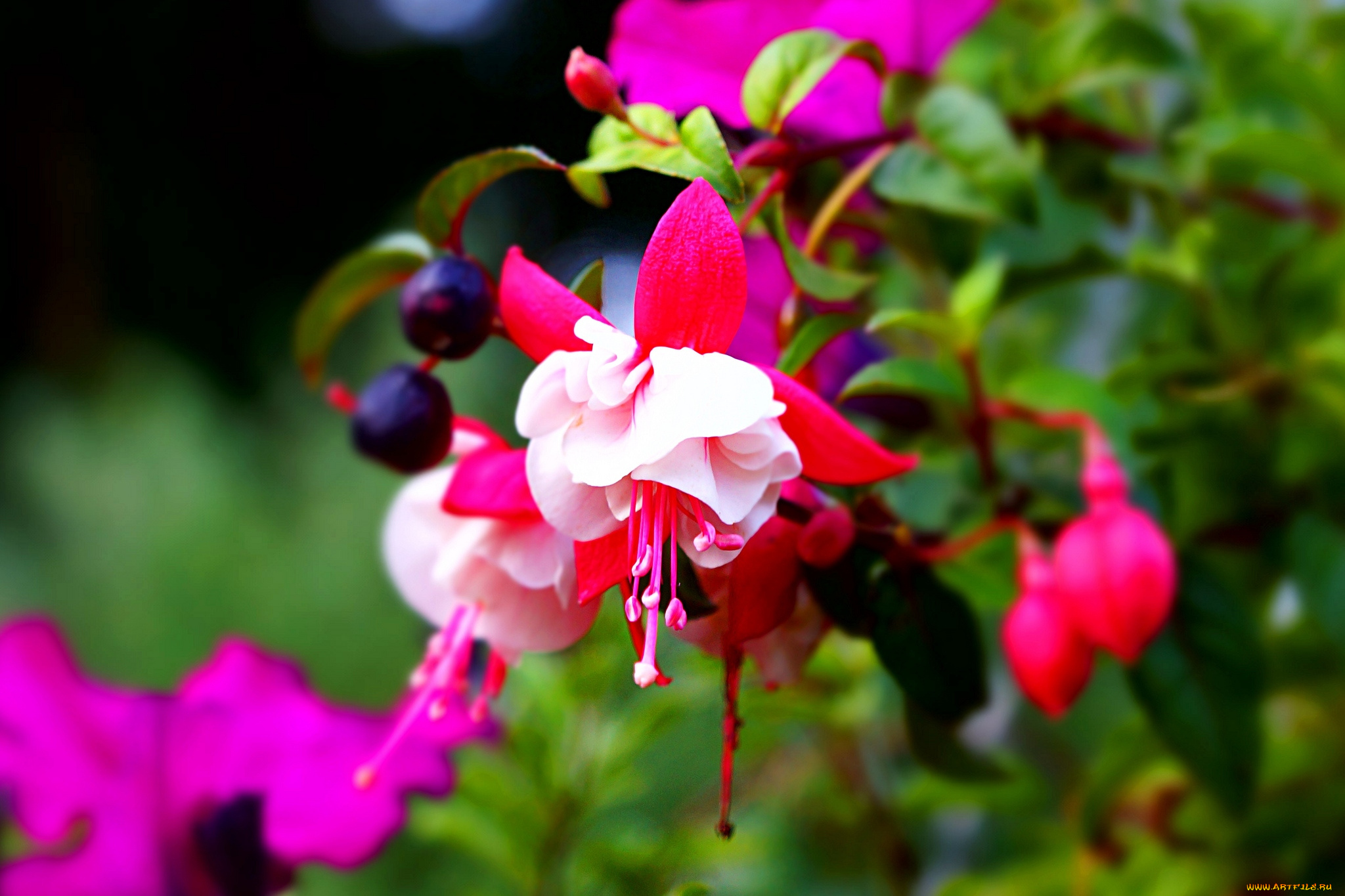 цветы, фуксия, цветение, дерево, яркий