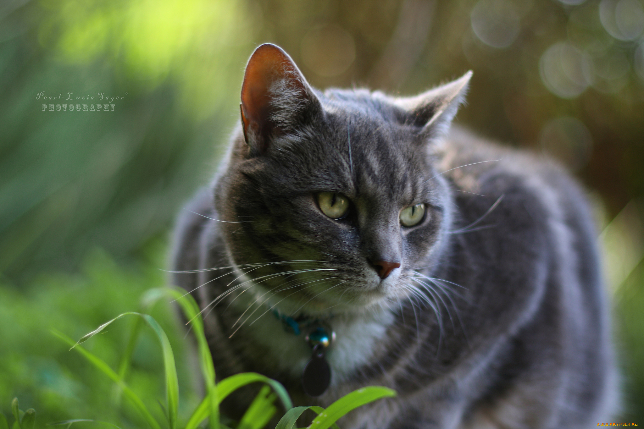 животные, коты, котэ, трава