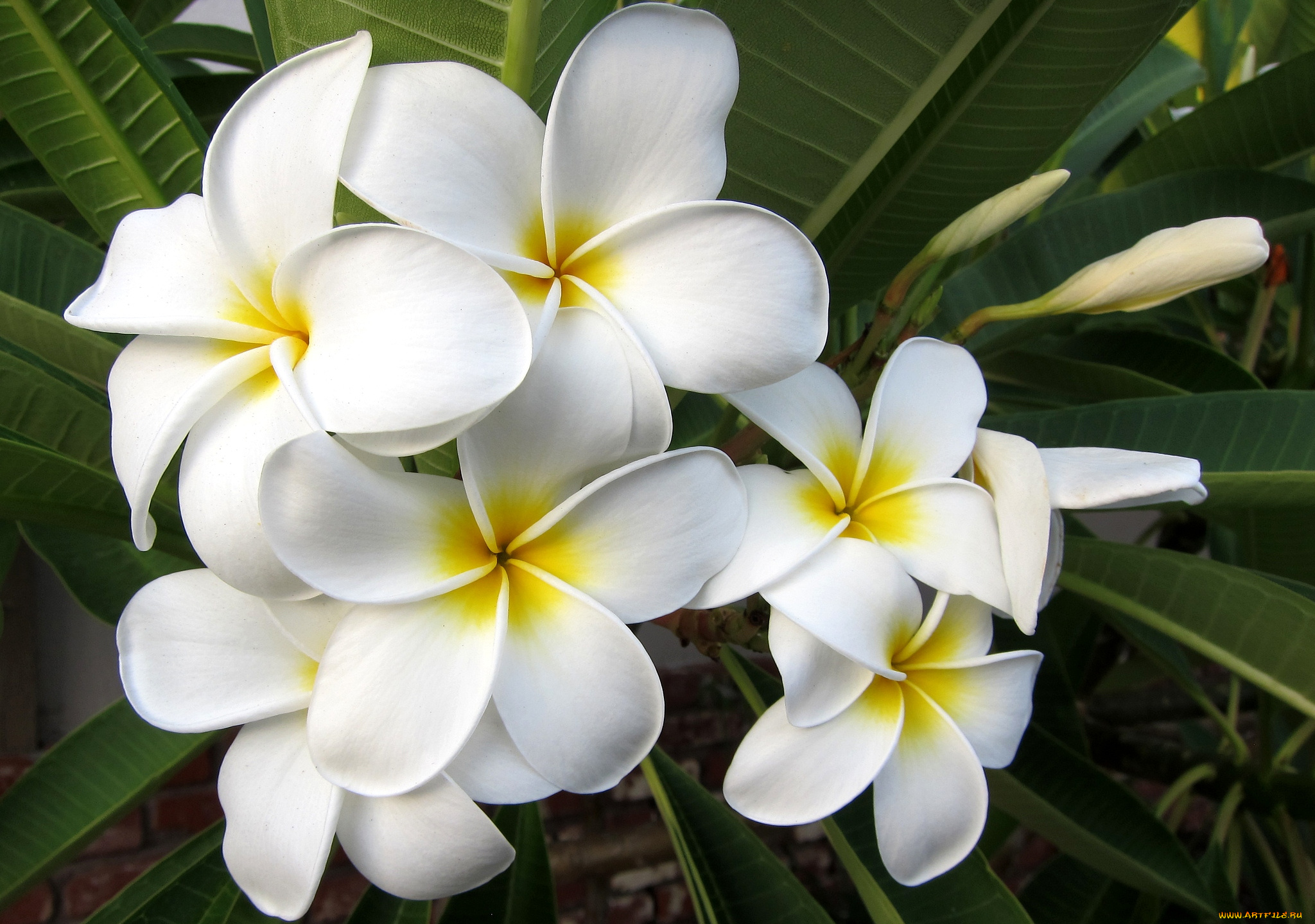 цветы, плюмерия, белый, тропики, экзотика