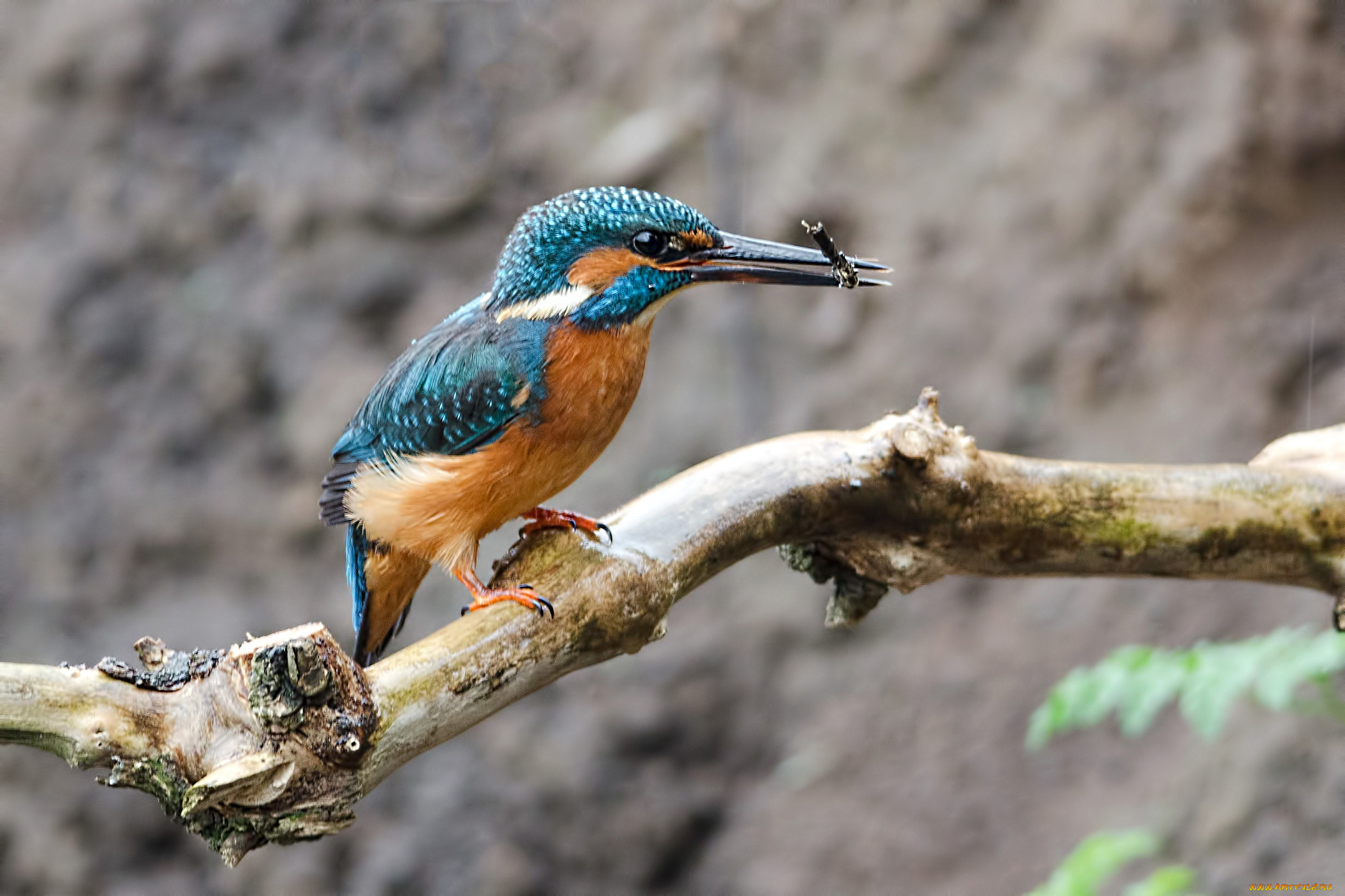 животные, зимородки, клюв, добыча, ветка