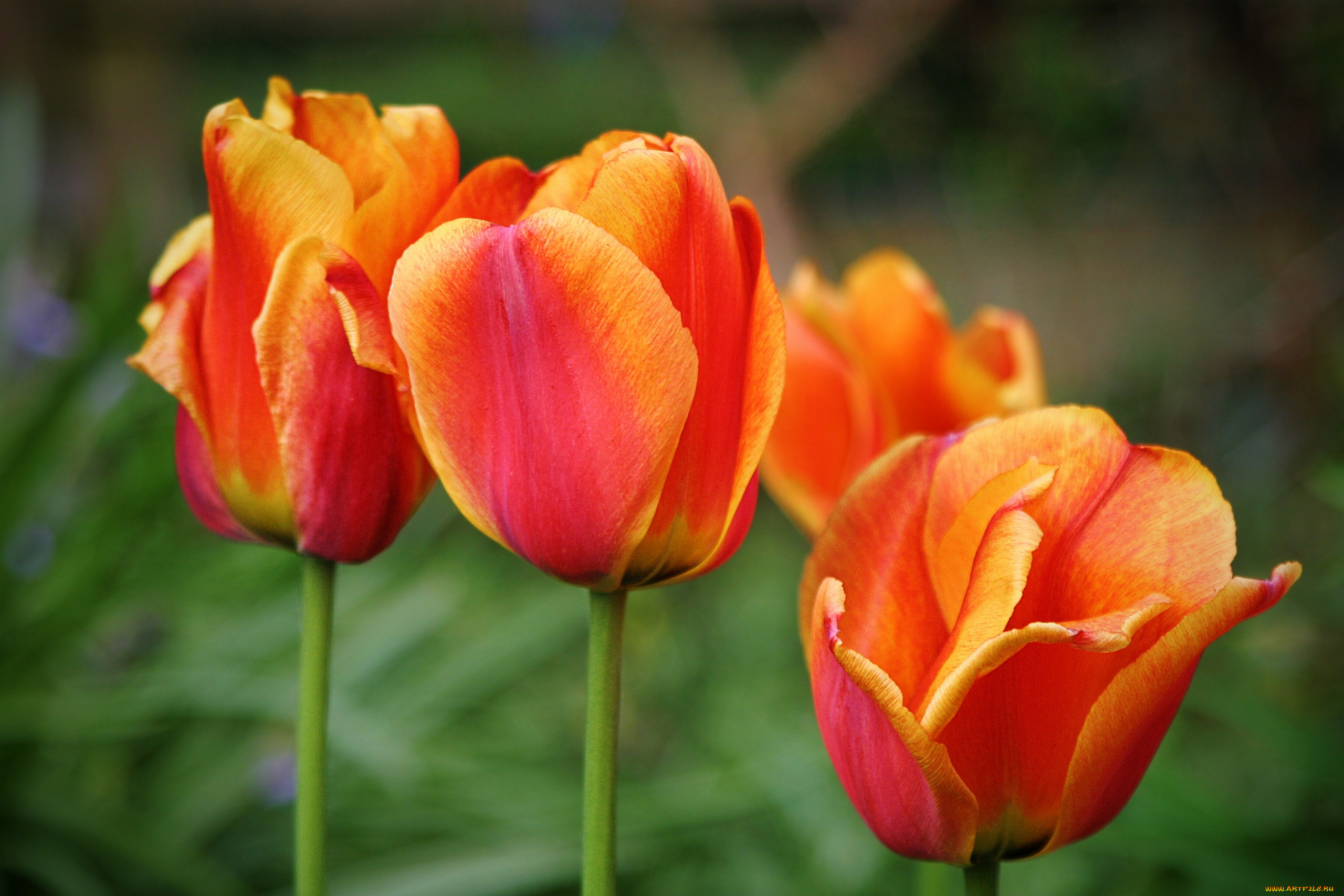 цветы, тюльпаны, бутоны