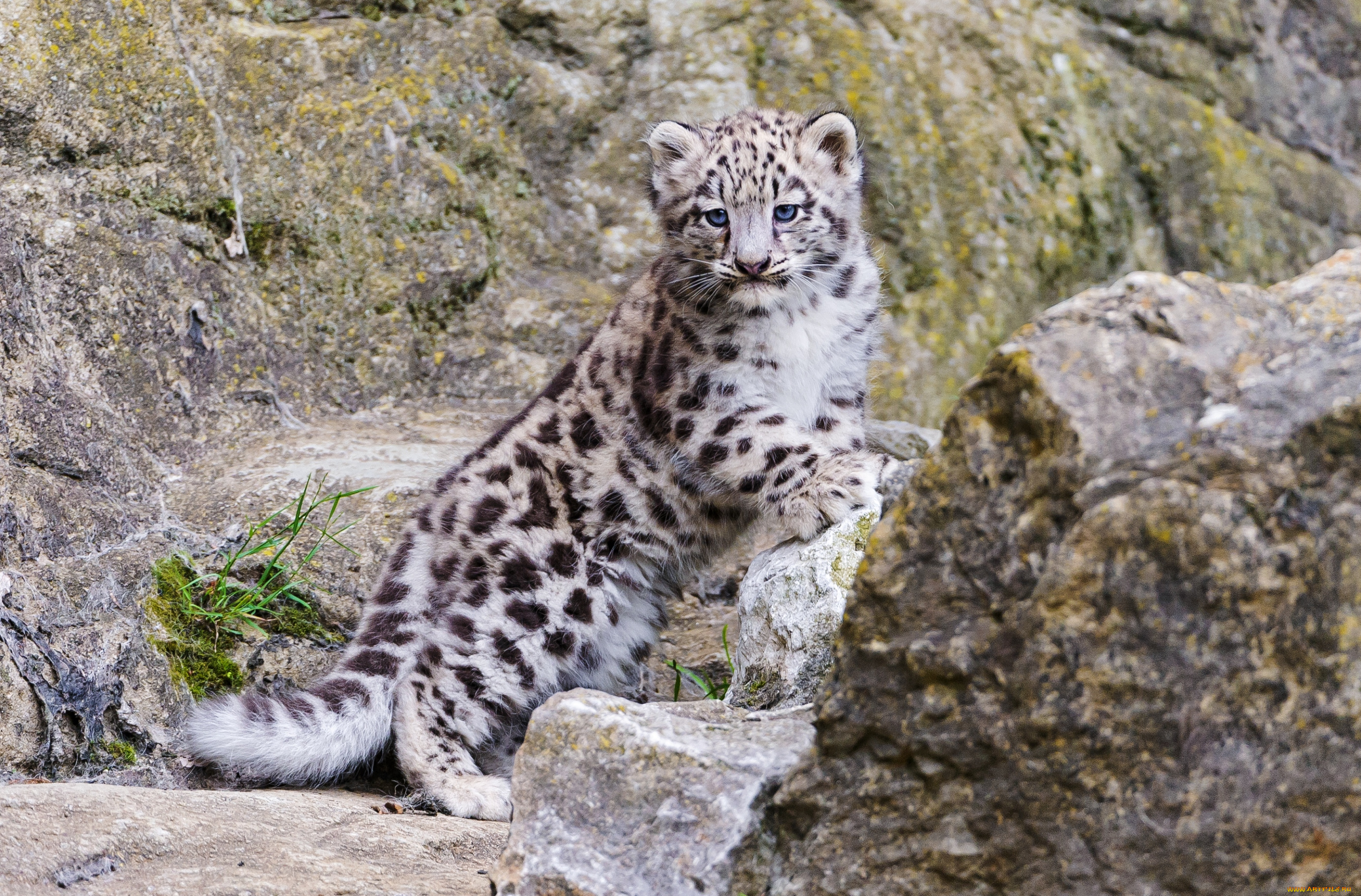 животные, снежный, барс, ирбис, малыш, глаза, котенок