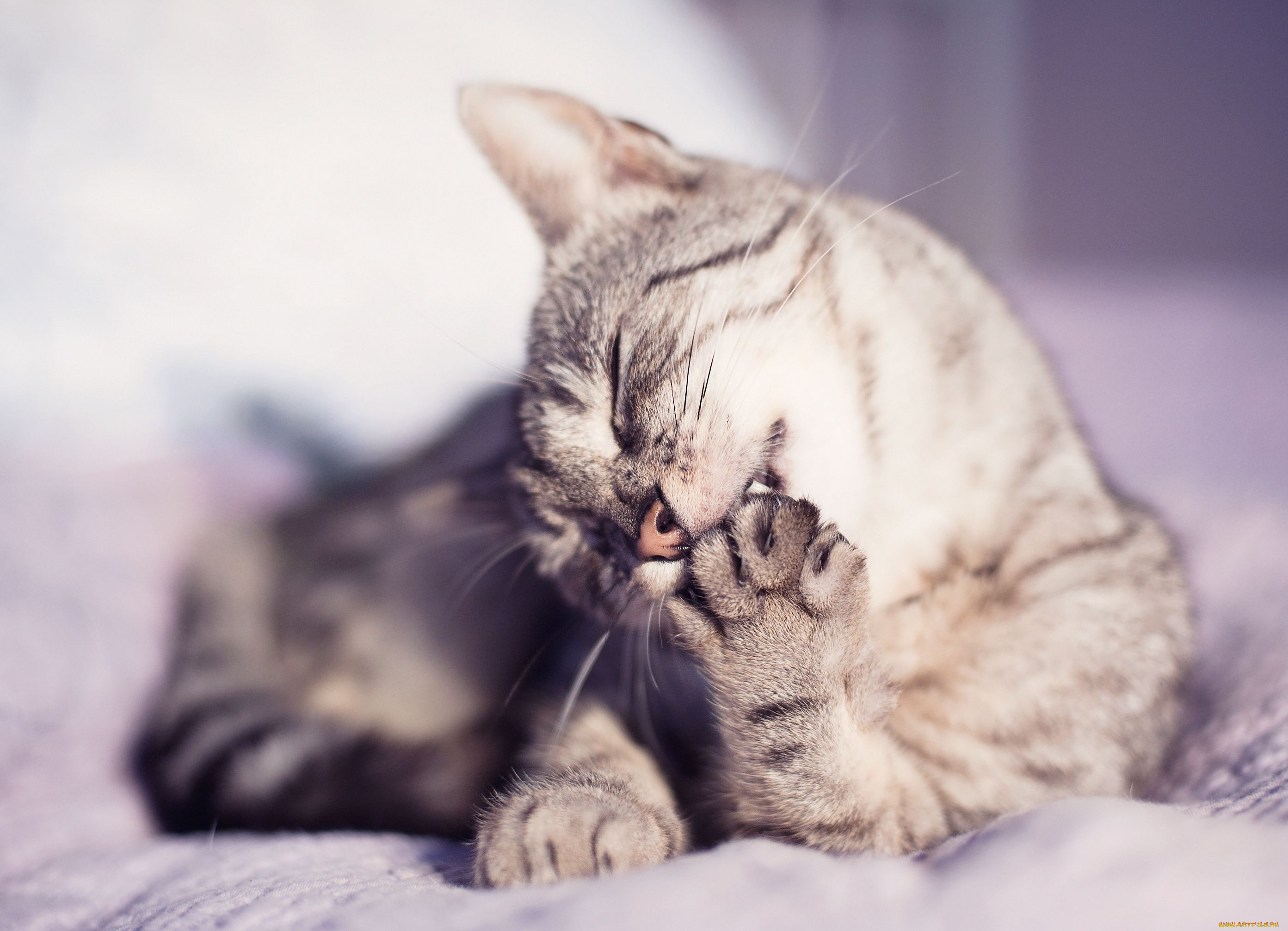 животные, коты, мойдодыр